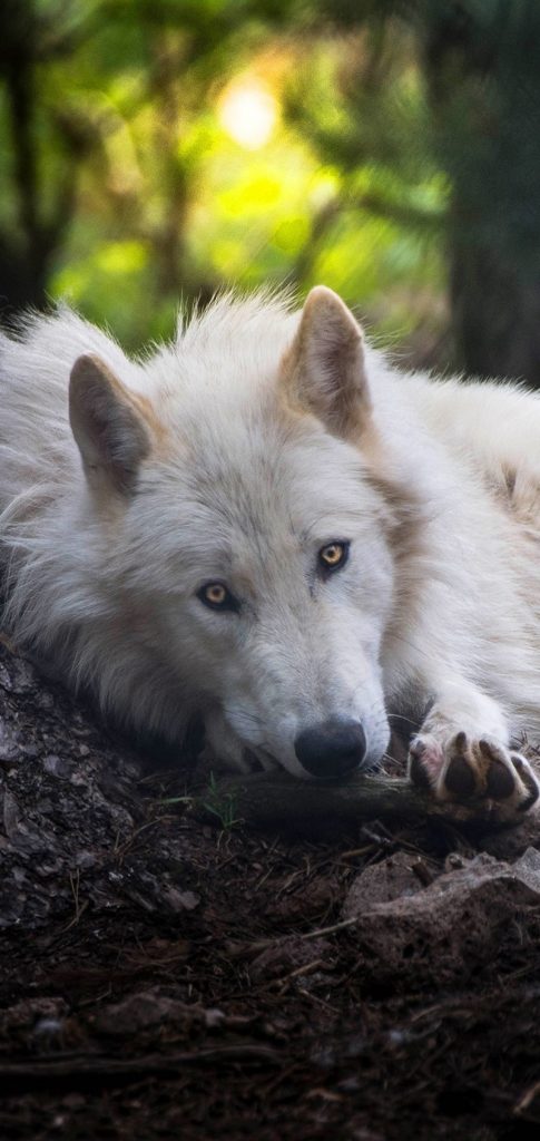 Fondos De Pantalla Lobos