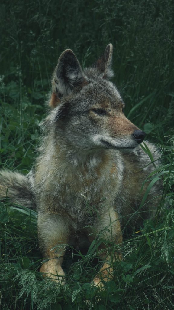 Fondos De Pantalla Lobos Mobile