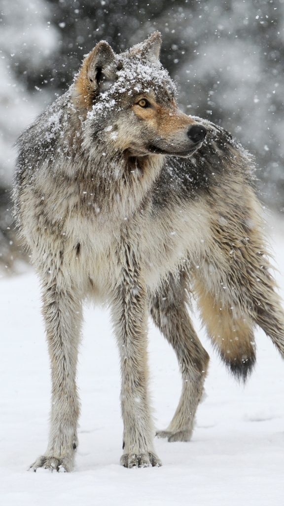 Fondo De Pantalla Dos Lobos