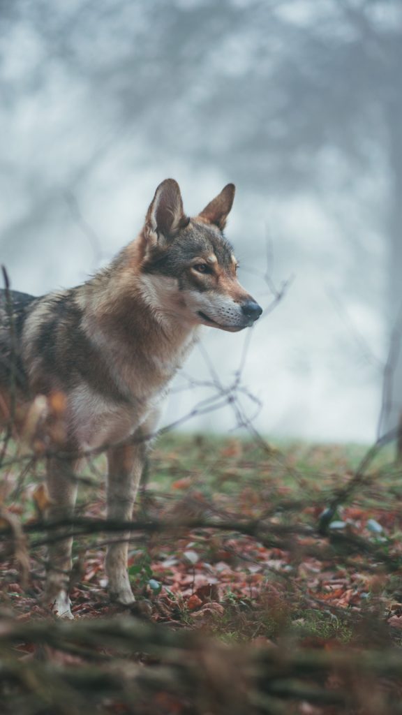 Fondos De Pantalla Lobos 3d