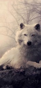 Fondos De Pantalla Wolf 4k
