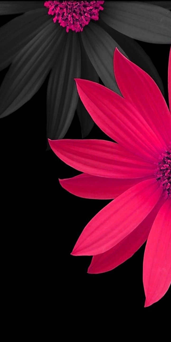 Fondos de Pantalla Blackpink Mobile Fondos de Pantalla Blackpink Mobile