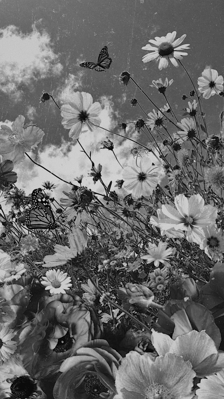Fondos de Pantalla Blanco y negro Phone Fondos de Pantalla Blanco y negro Phone
