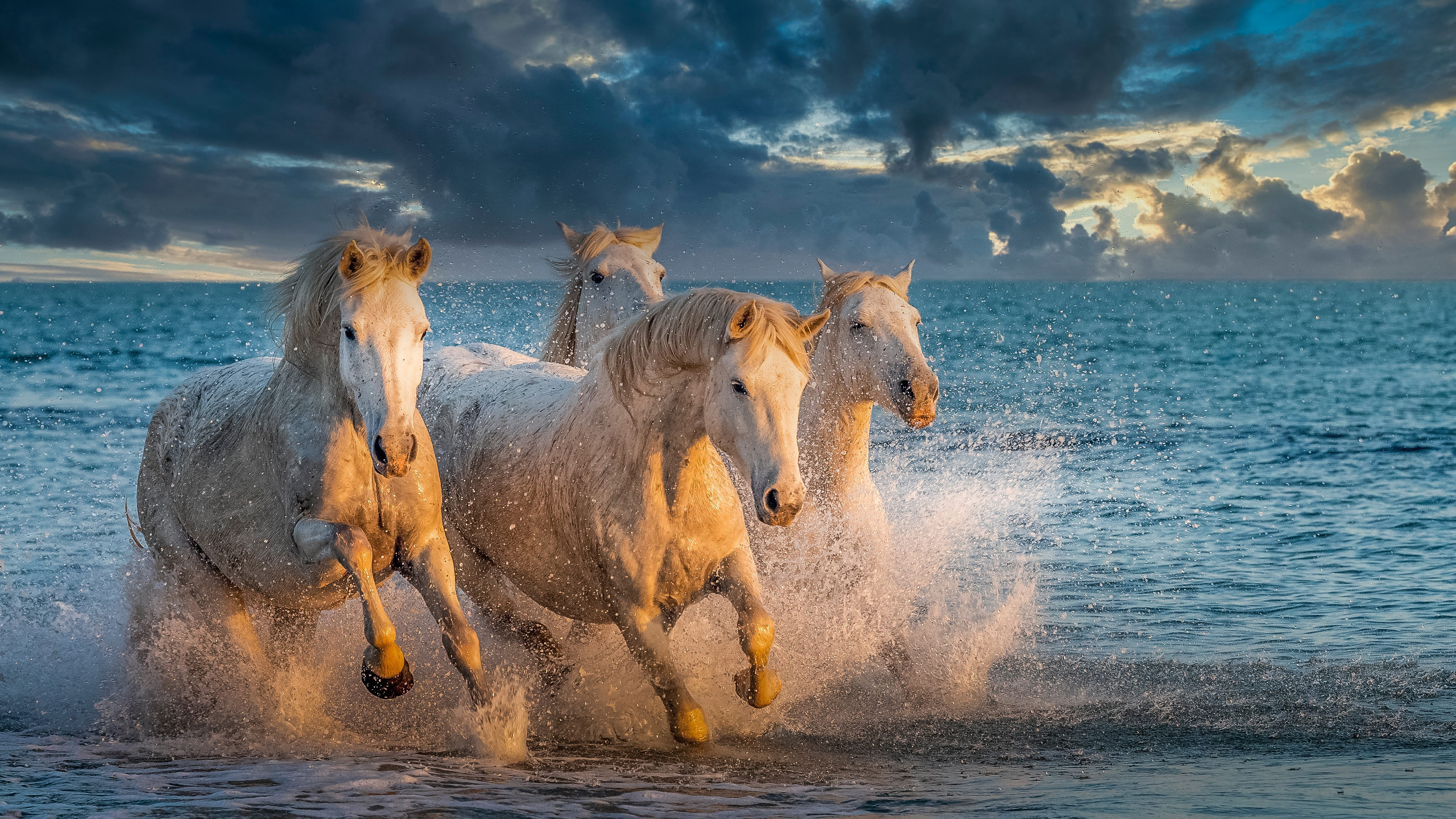 Fondos de Pantalla Caballos 4k Fondos de Pantalla Caballos 4k