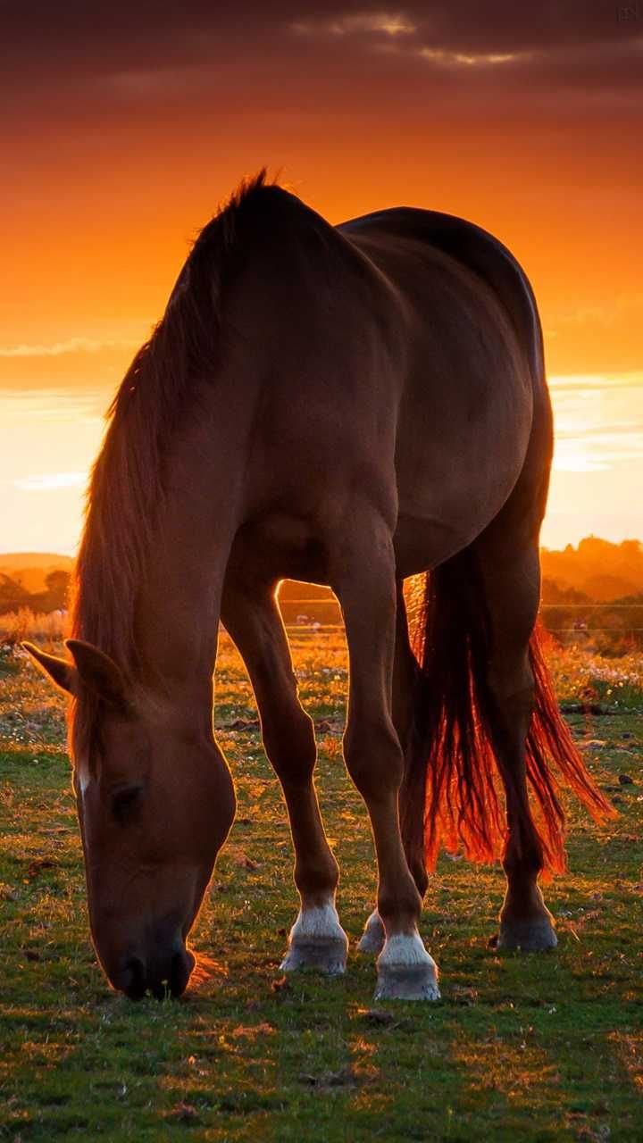 Fondos de Pantalla Caballos Celular Fondos de Pantalla Caballos Celular