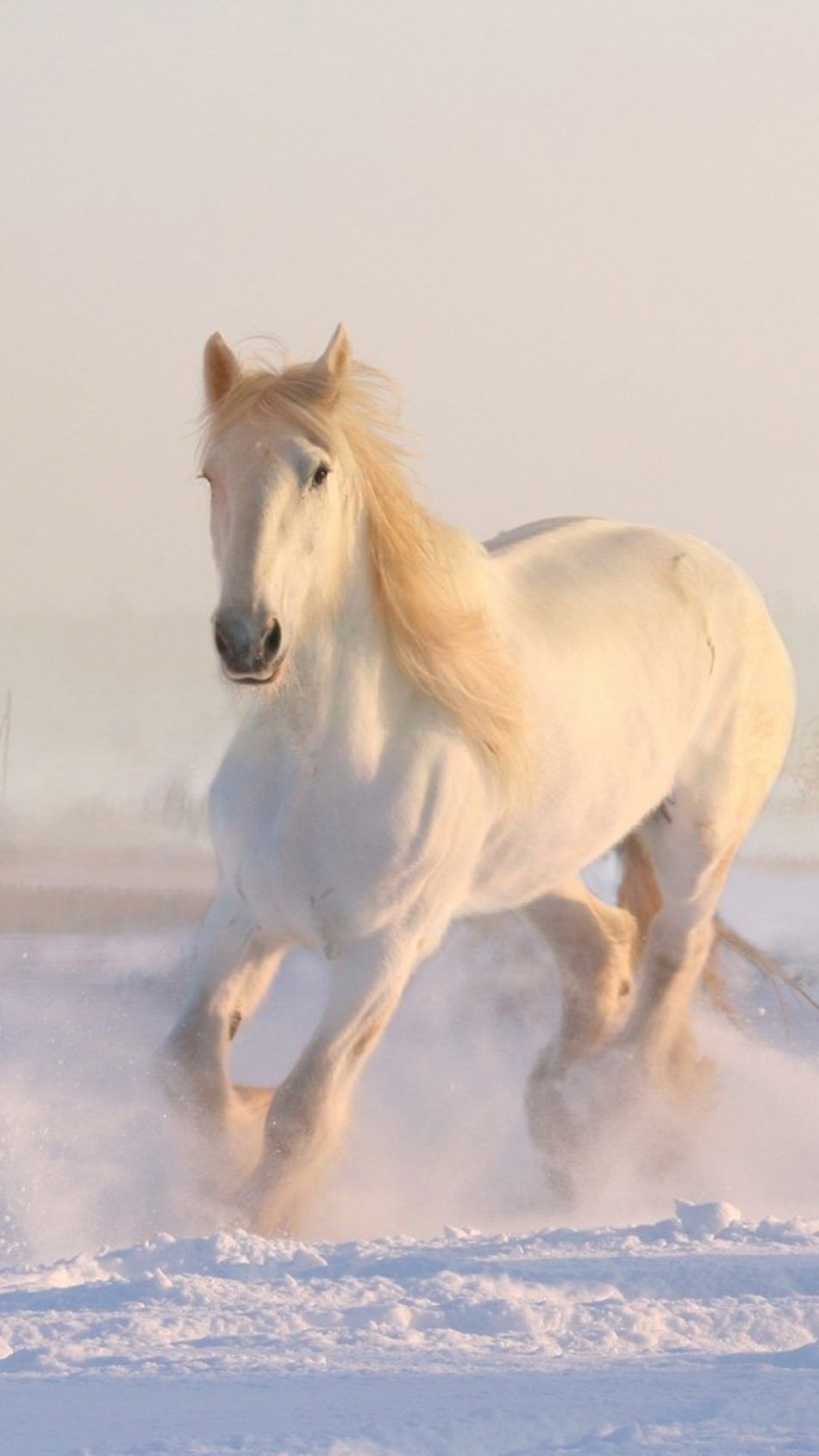 Fondos de Pantalla Caballos HD Fondos de Pantalla Caballos HD