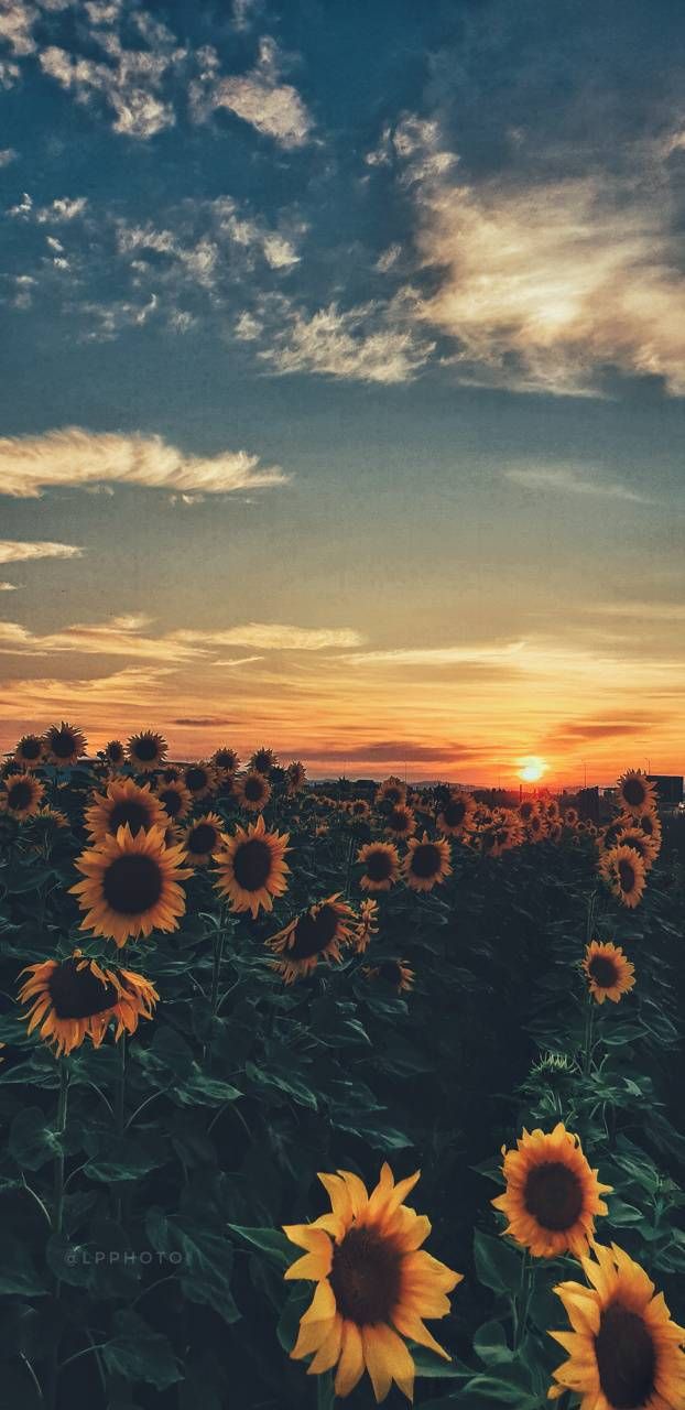 fondos de escritorio girasoles