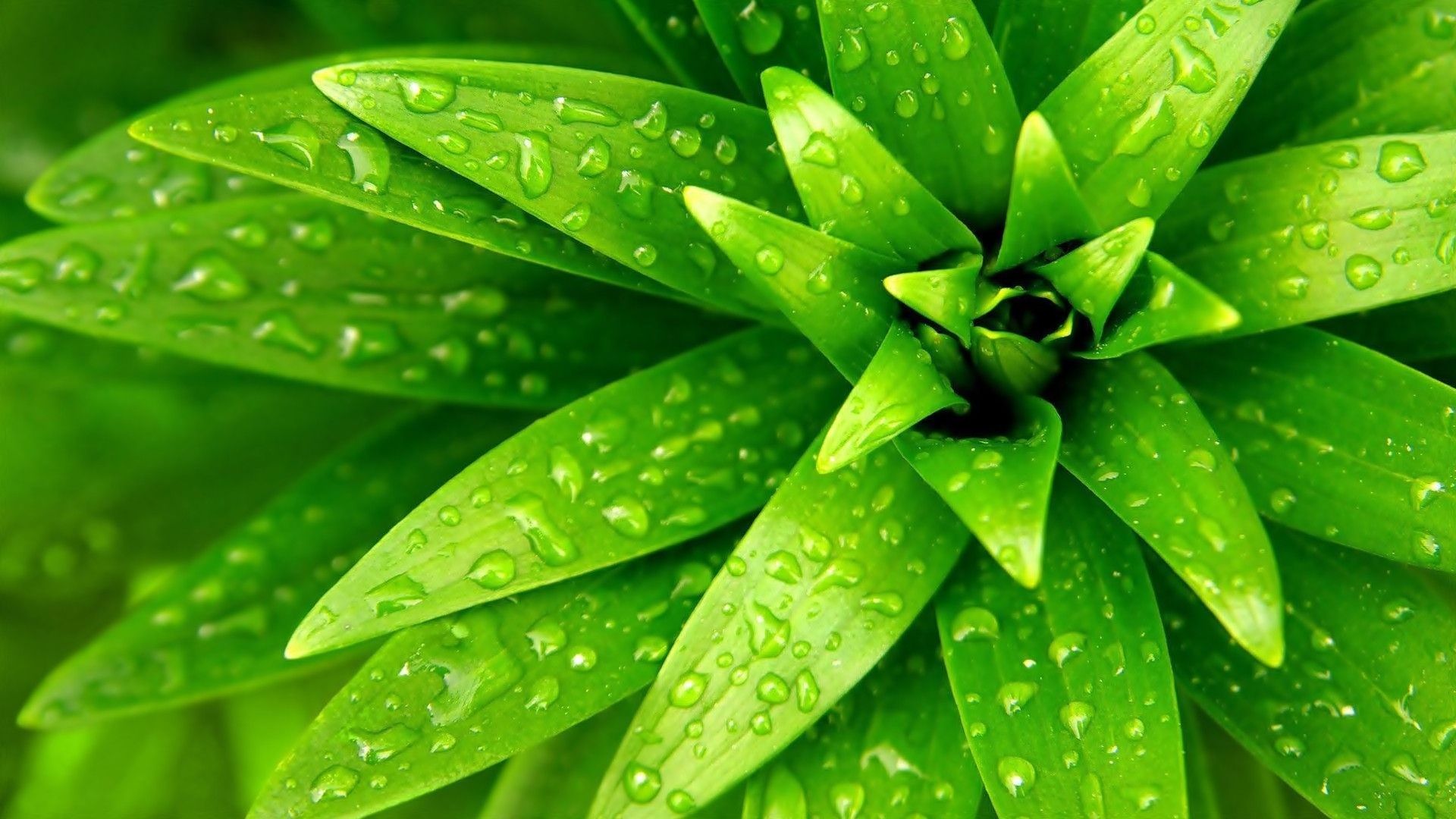 Fondos de Pantalla Marihuanas 4k Fondos de Pantalla Marihuanas 4k