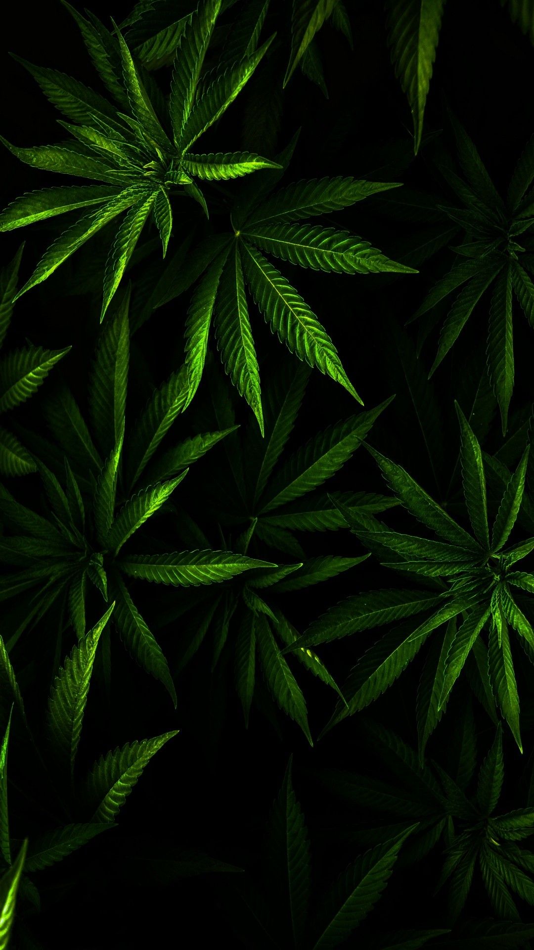 Fondos de Pantalla Marihuanas Celular Fondos de Pantalla Marihuanas Celular