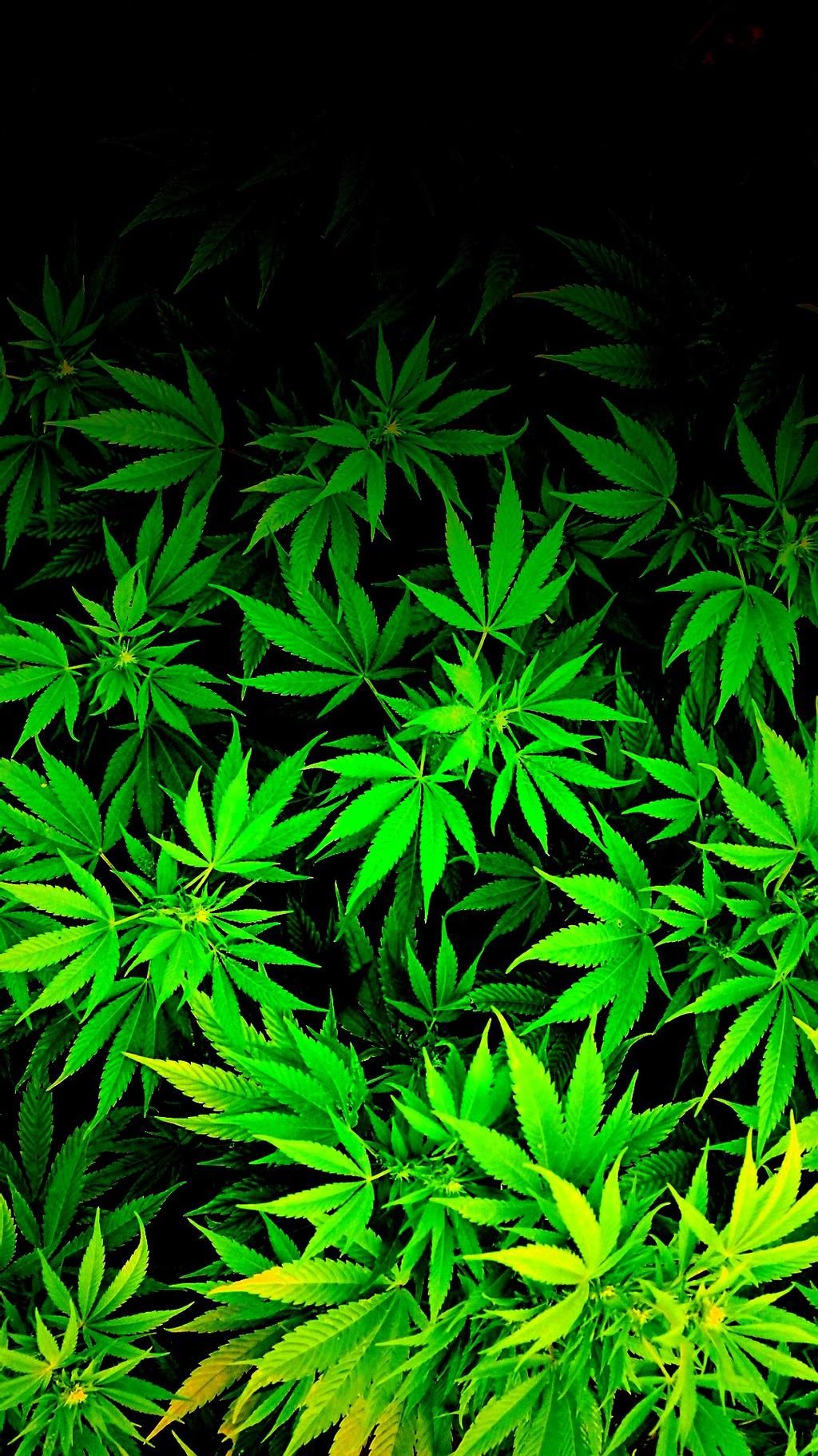Fondos de Pantalla Marihuanas Mobile Fondos de Pantalla Marihuanas Mobile