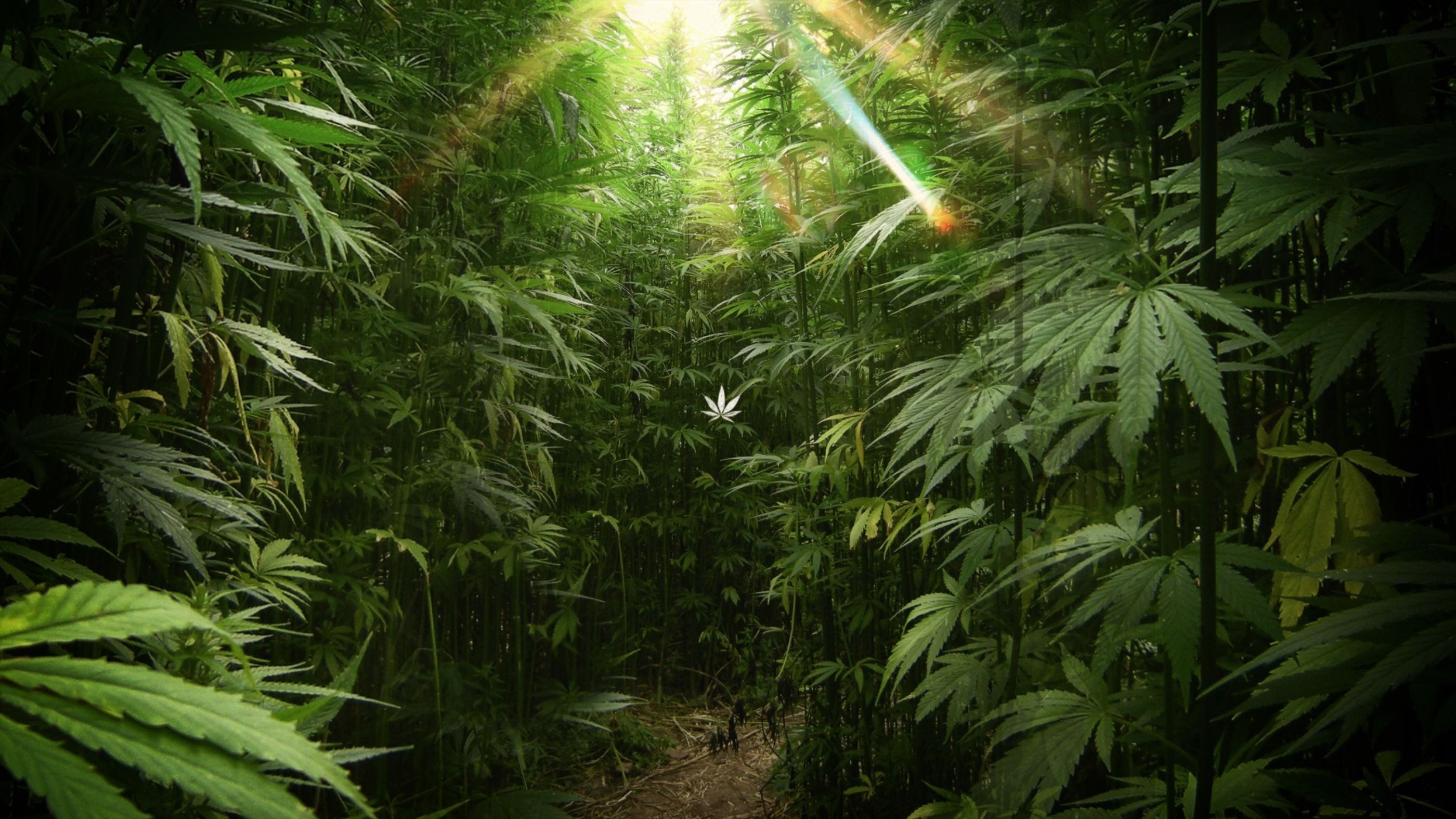 Fondos de Pantalla Marihuanas PC Fondos de Pantalla Marihuanas PC