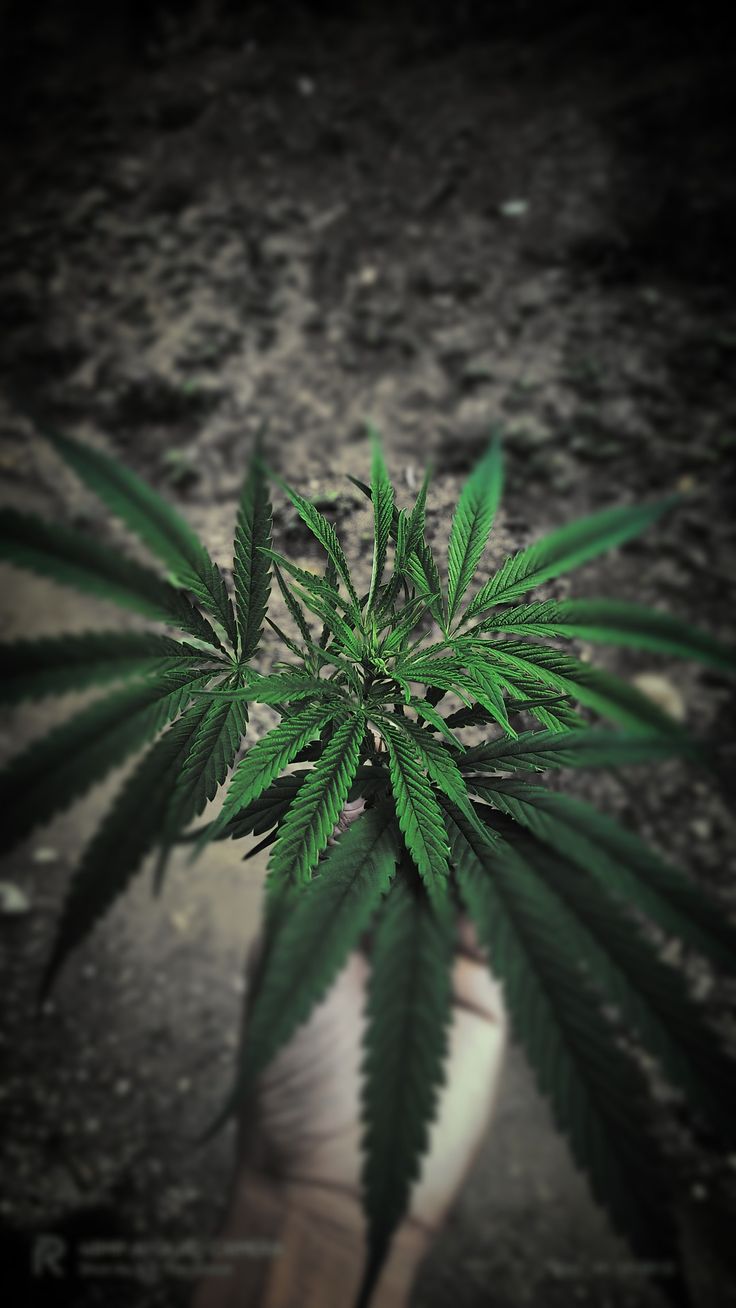 Fondos de Pantalla Marihuanas Fondos de Pantalla Marihuanas