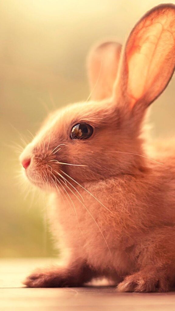 4k fonds d'écran rabbit téléphones