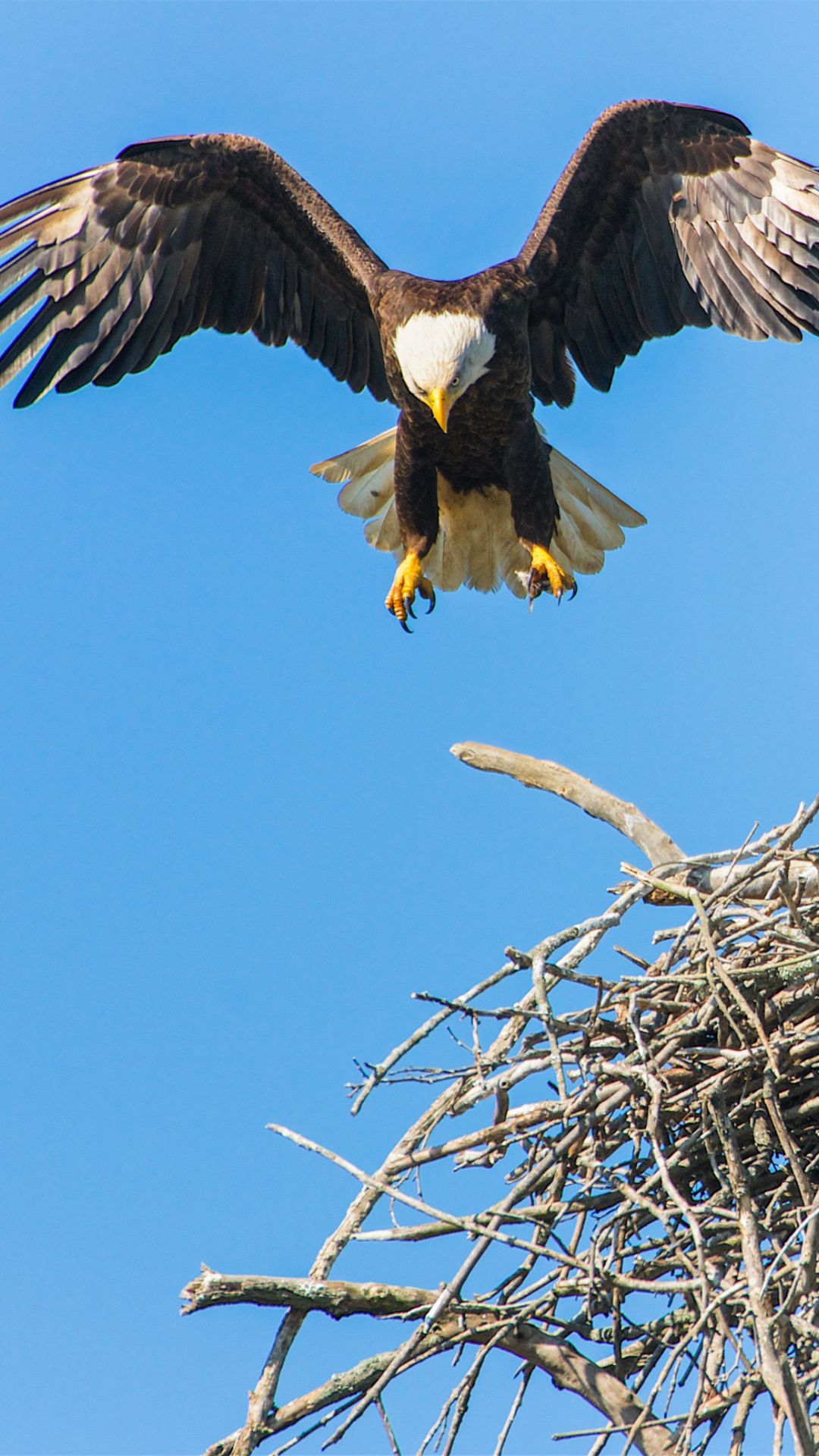 Birds iPhone Wallpaper 4k