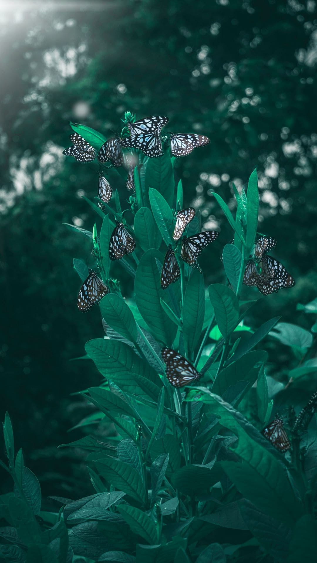 Butterfly iPhone 7 Wallpaper