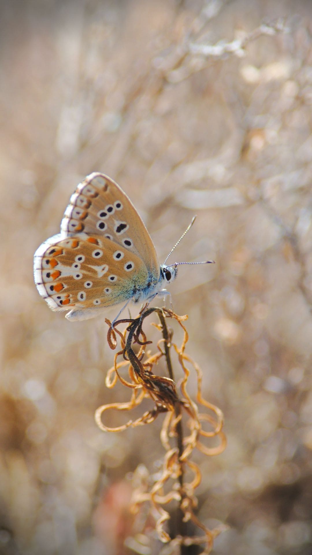 Butterfly iPhone Wallpaper 4k