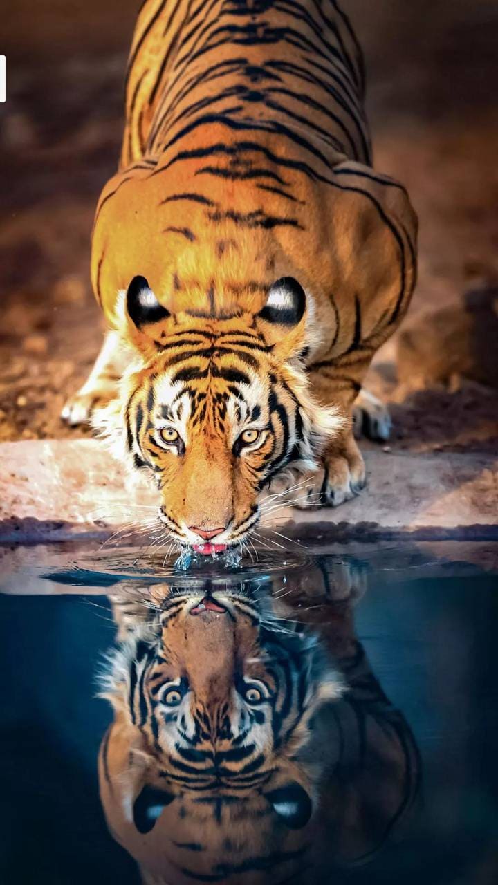 Tiger iPhone Wallpapers - Wallpaper Cave