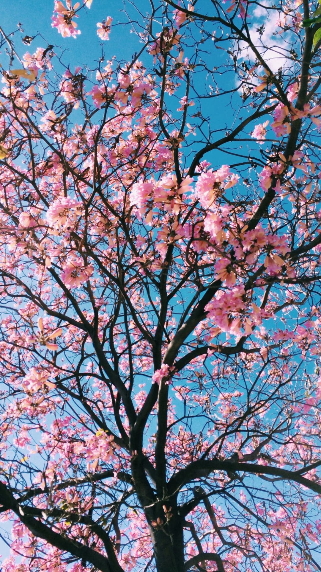 flowers iPhone X Wallpaper