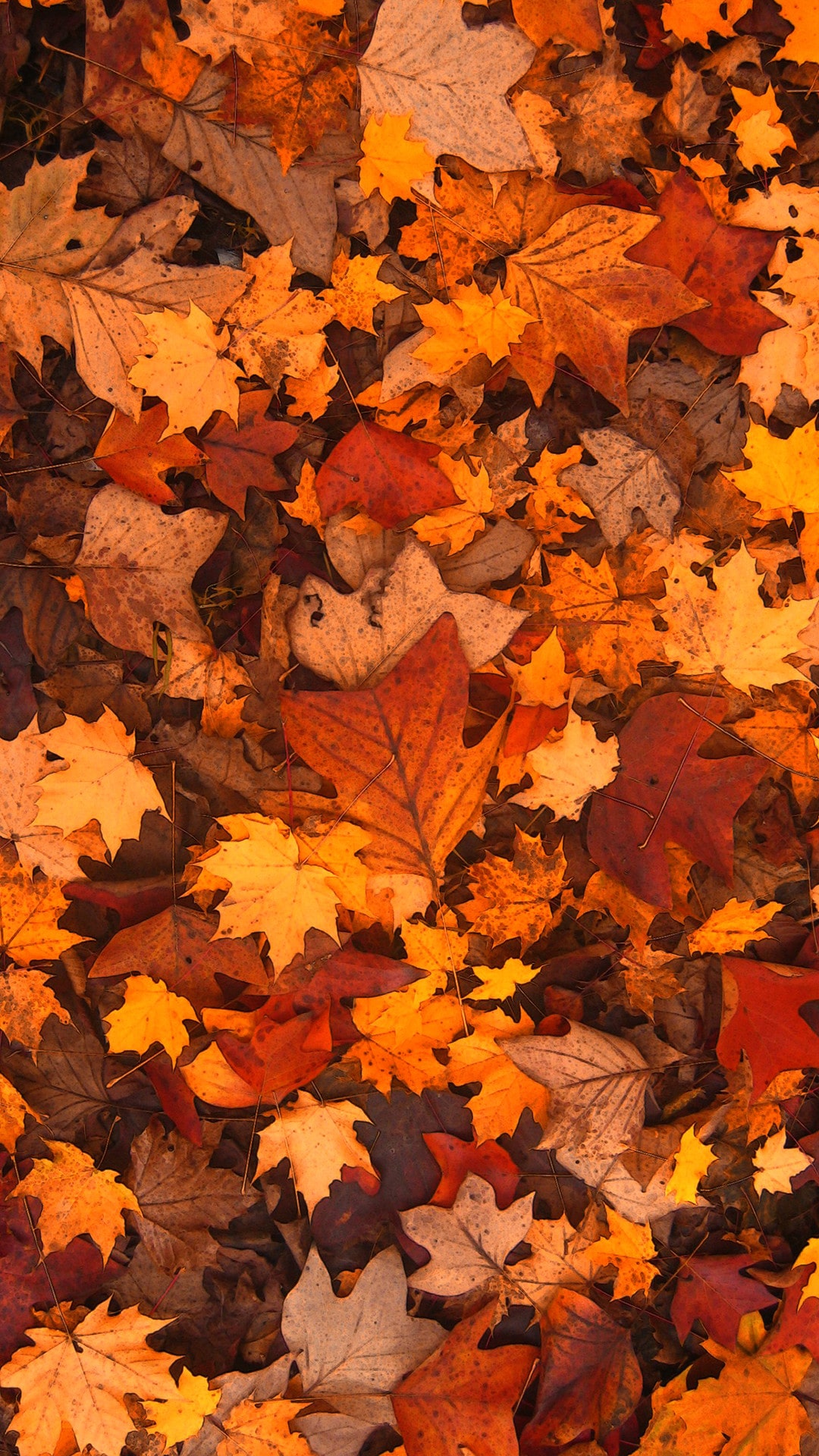 Fall iPhone Wallpaper HD