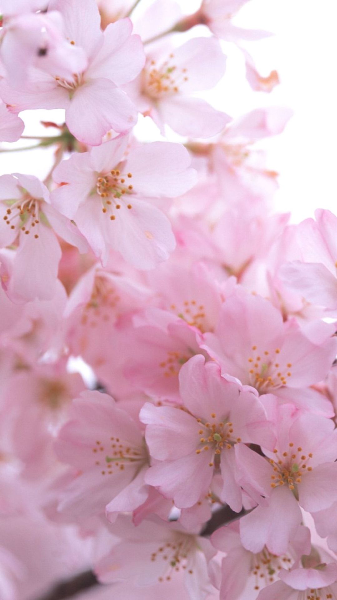 Cherry Blossoms Wallpaper iPhone 8