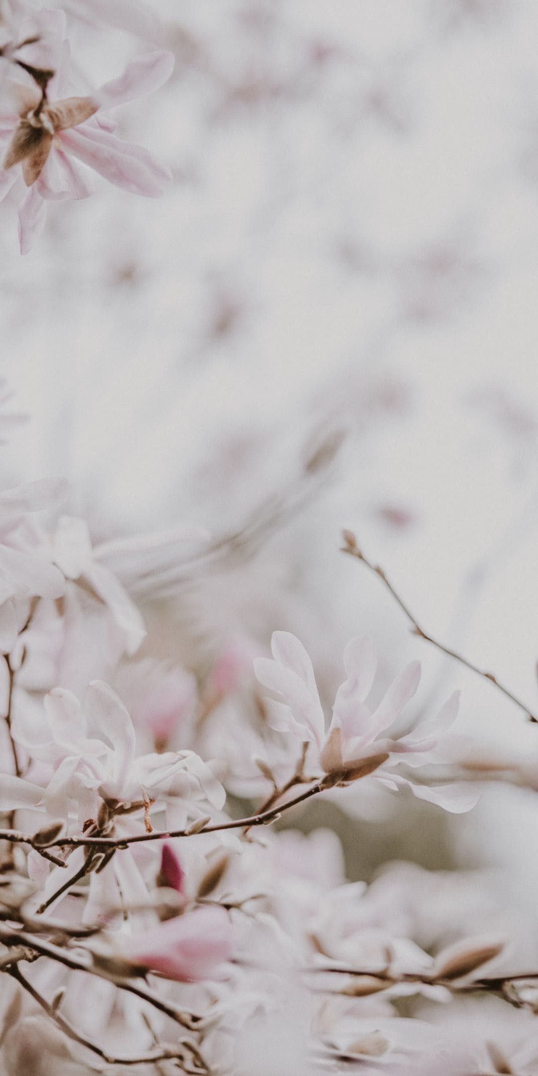 Cherry Blossoms iPhone Wallpaper 4k
