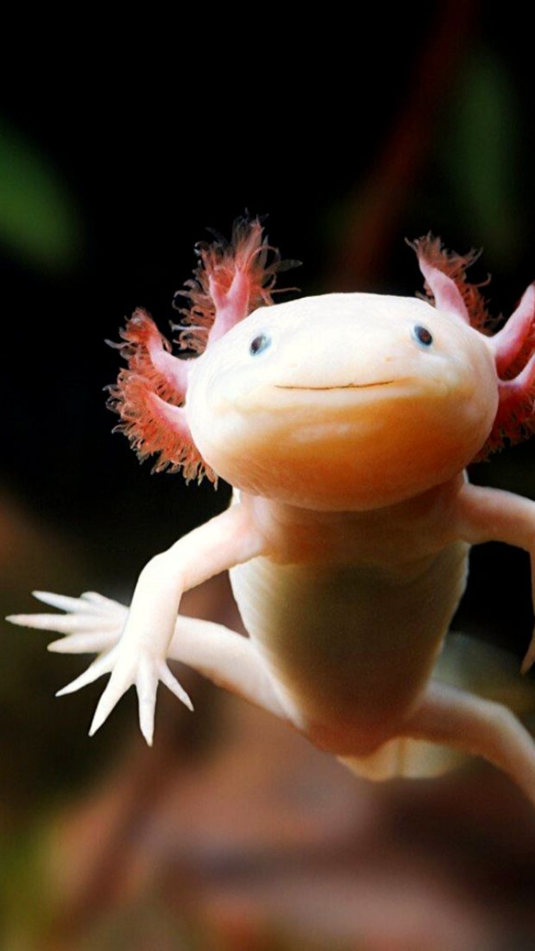 Axolotl Wallpaper iPhone 13