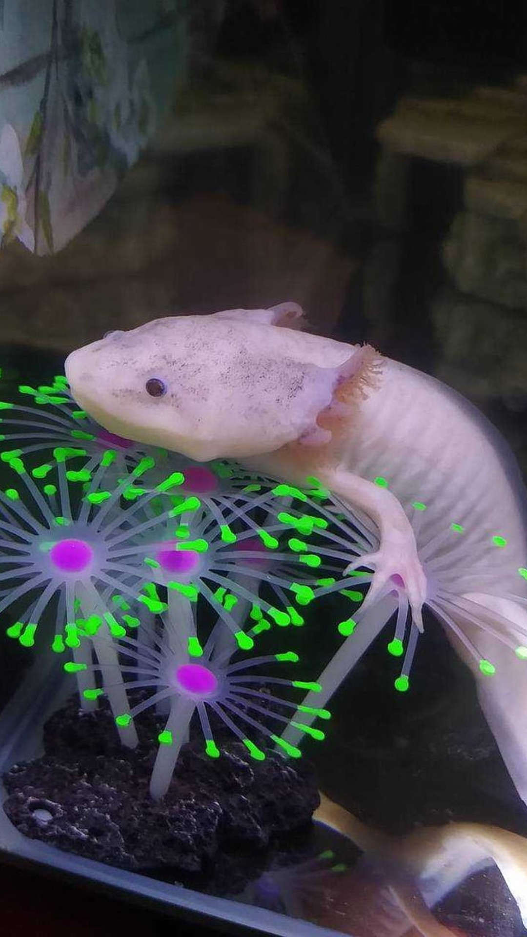 Axolotl Wallpaper iPhone 14