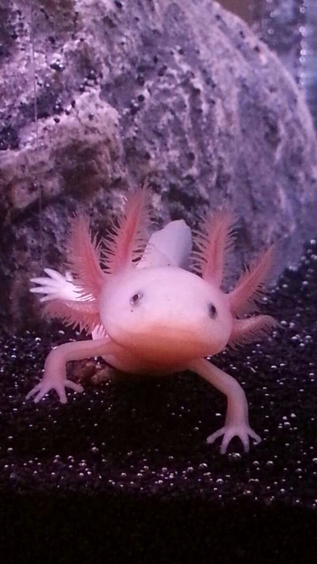 Axolotl iPhone Wallpaper 4k