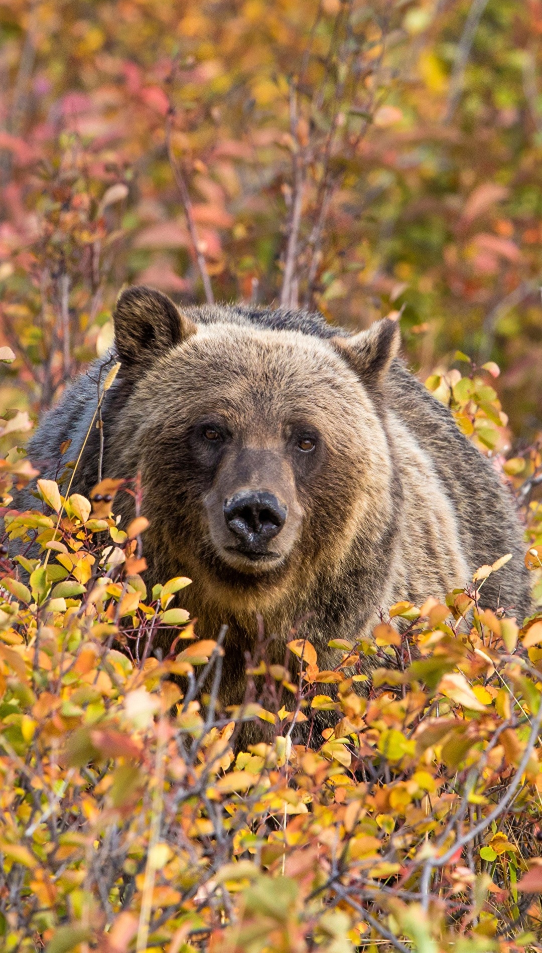 Bear Brown Wallpaper For iPhone