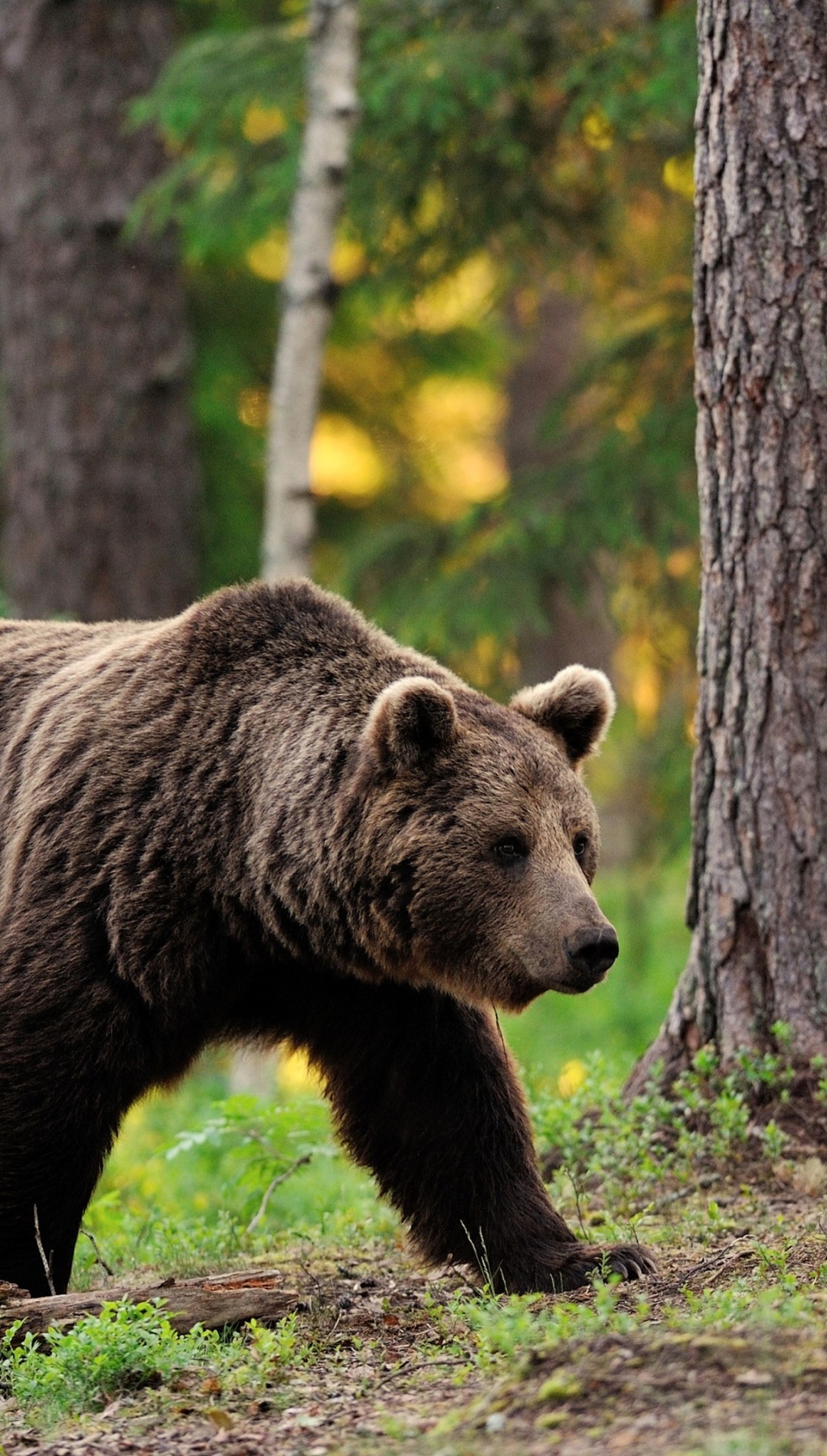 Bear Brown iPhone Lock Screen Wallpaper