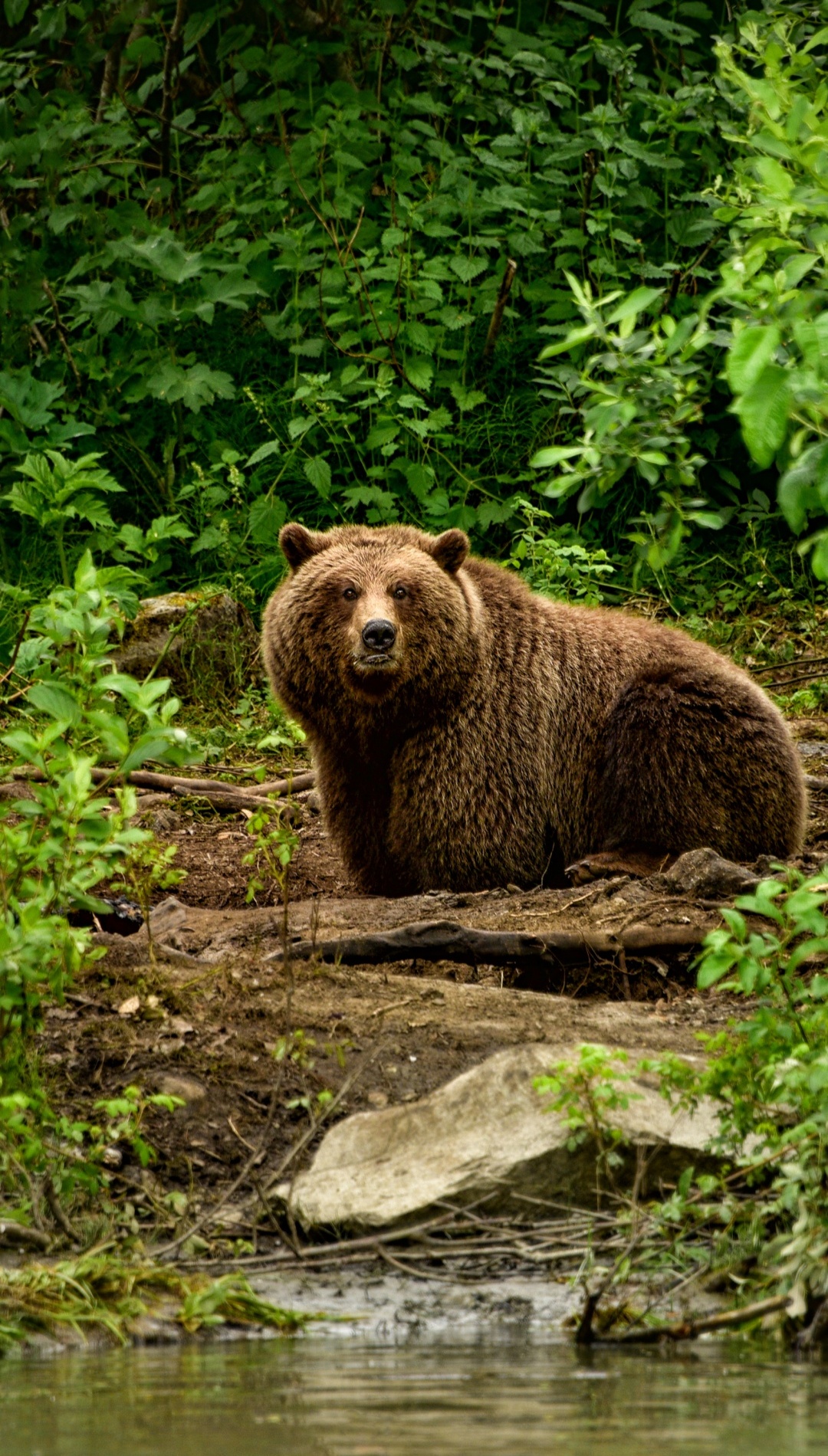 Bear Brown iPhone Wallpaper 4k