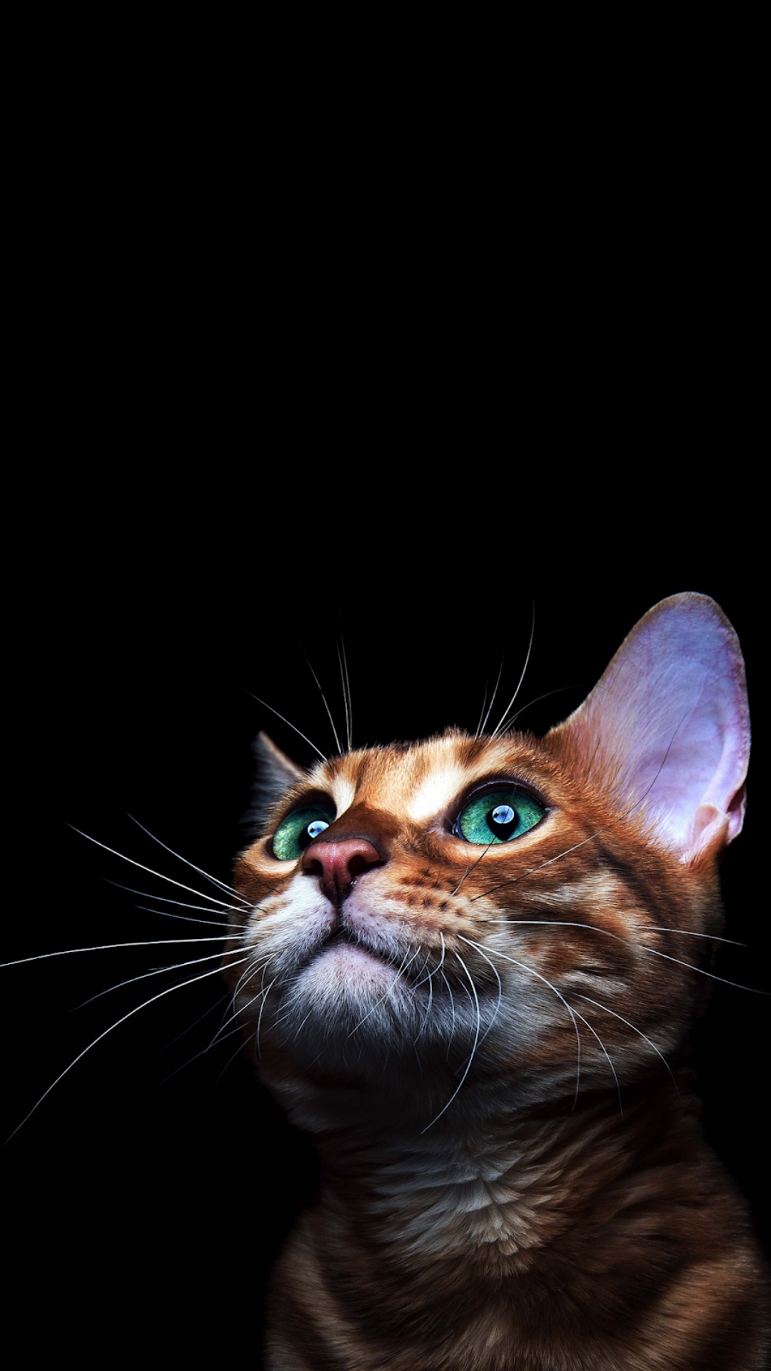 Cats HD iPhone Wallpaper