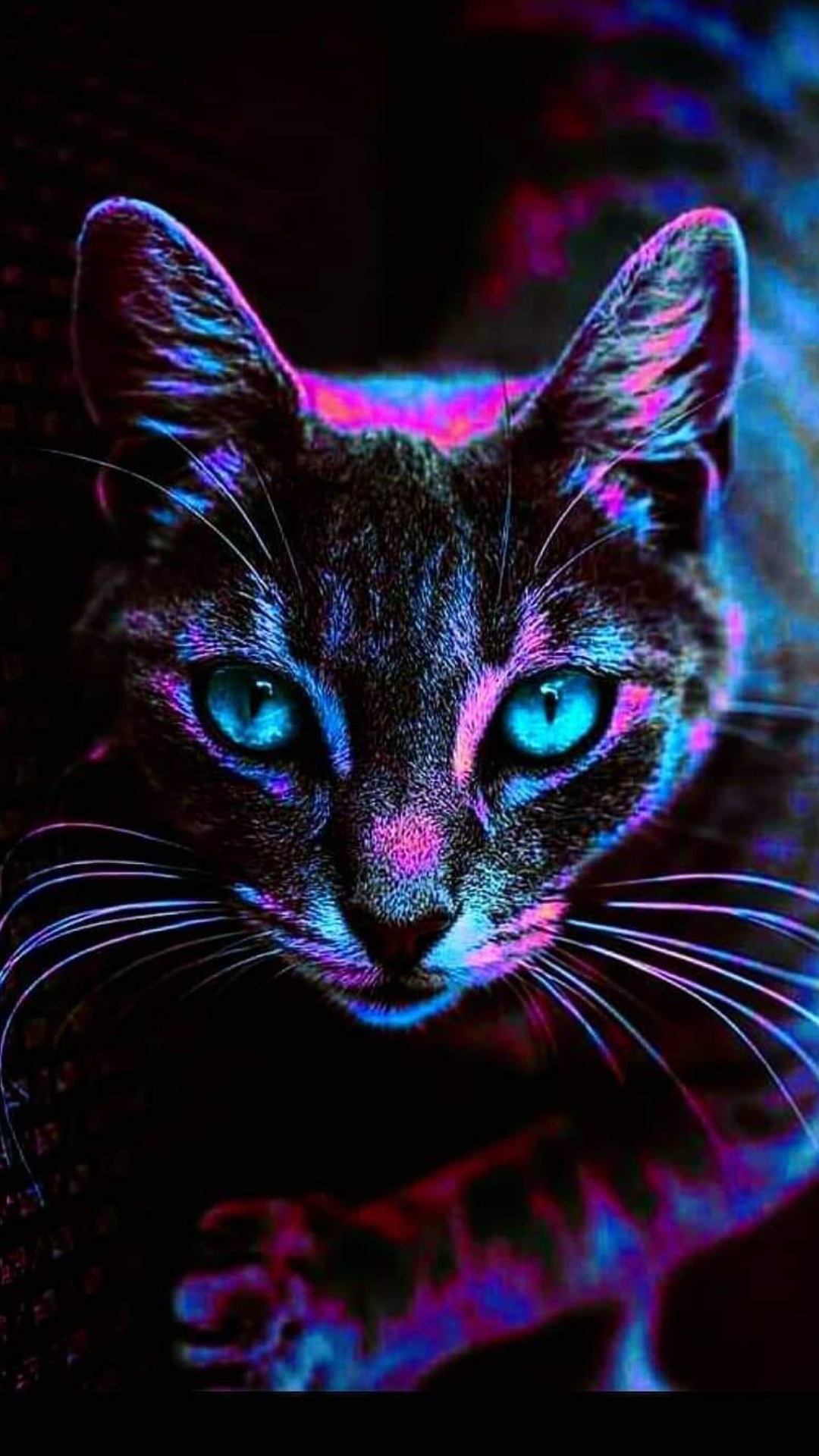 Cats Wallpaper iPhone 11