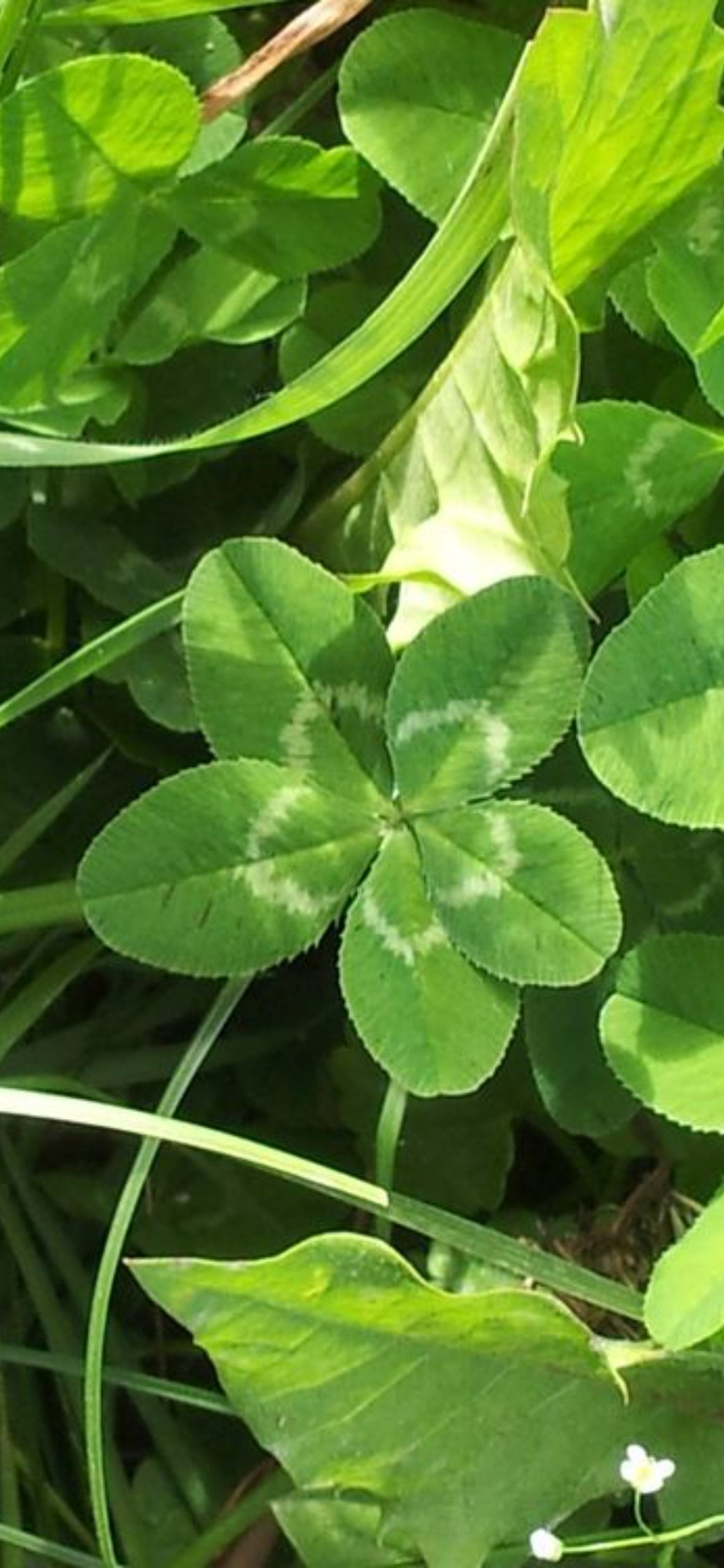 Clover iphone Wallpaper HD