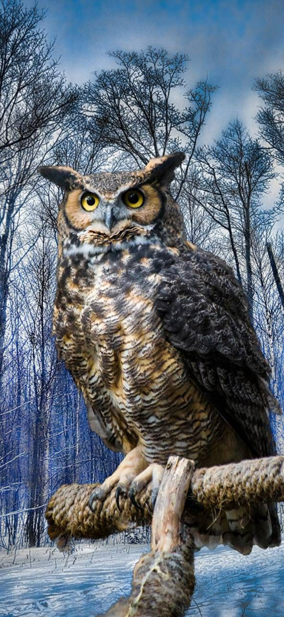 Owl Wallpaper iPhone 13
