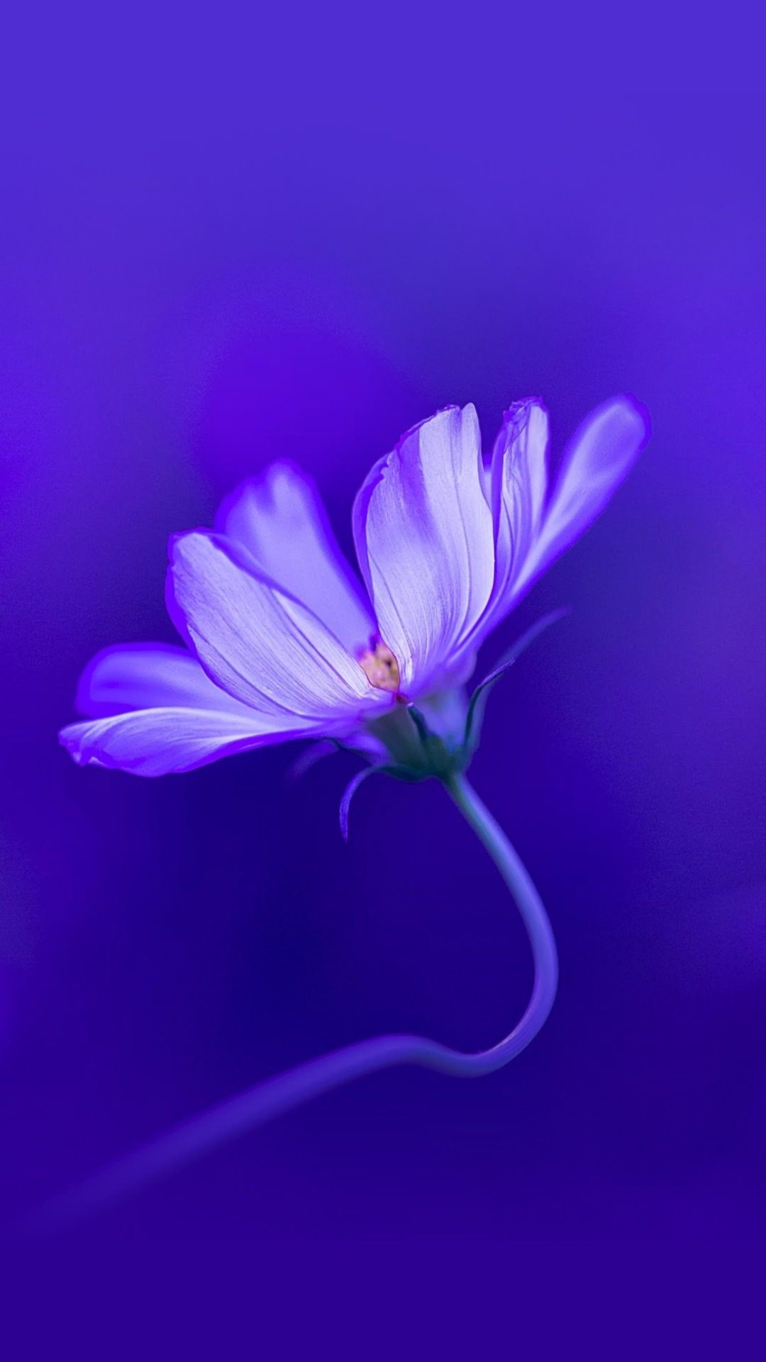 Top 24 Best Purple Flower iPhone Wallpapers Download
