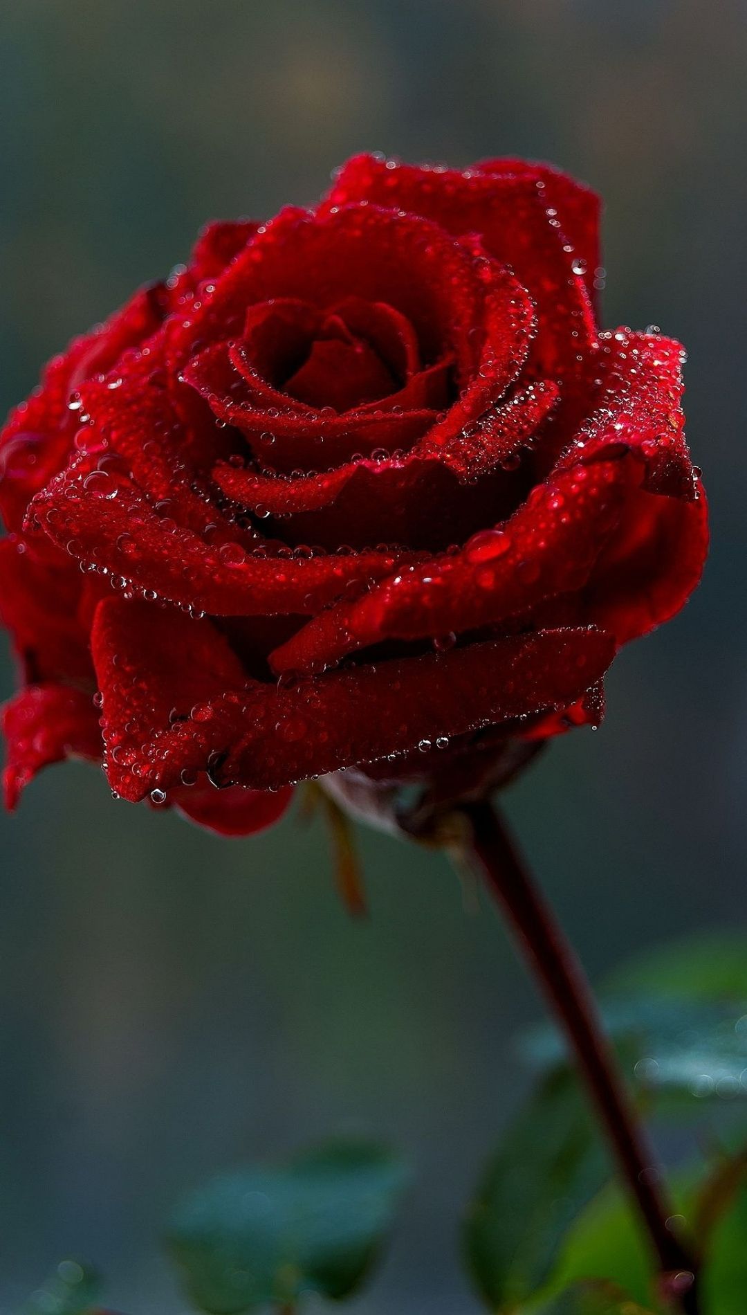 Red Rose Flower Wallpaper For iPhone