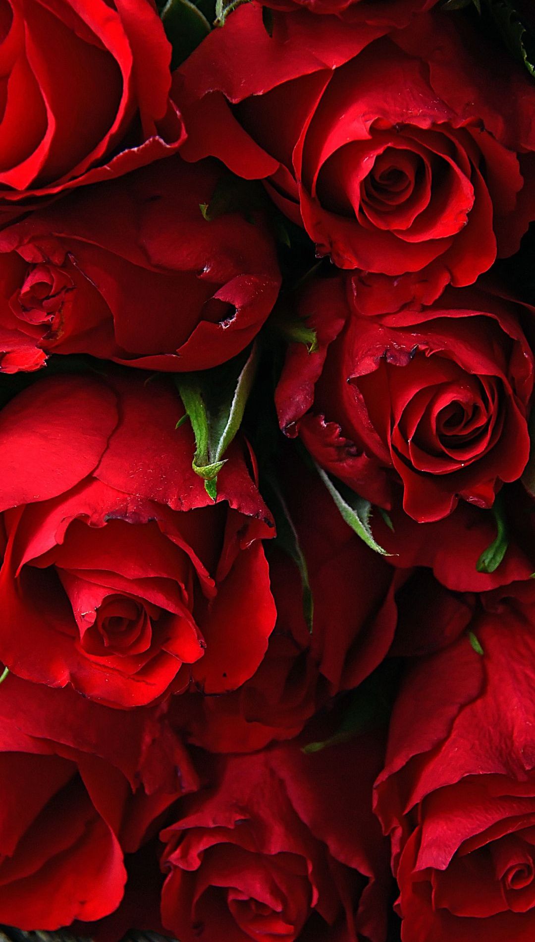 Red Rose Flower Wallpaper HD For iPhone