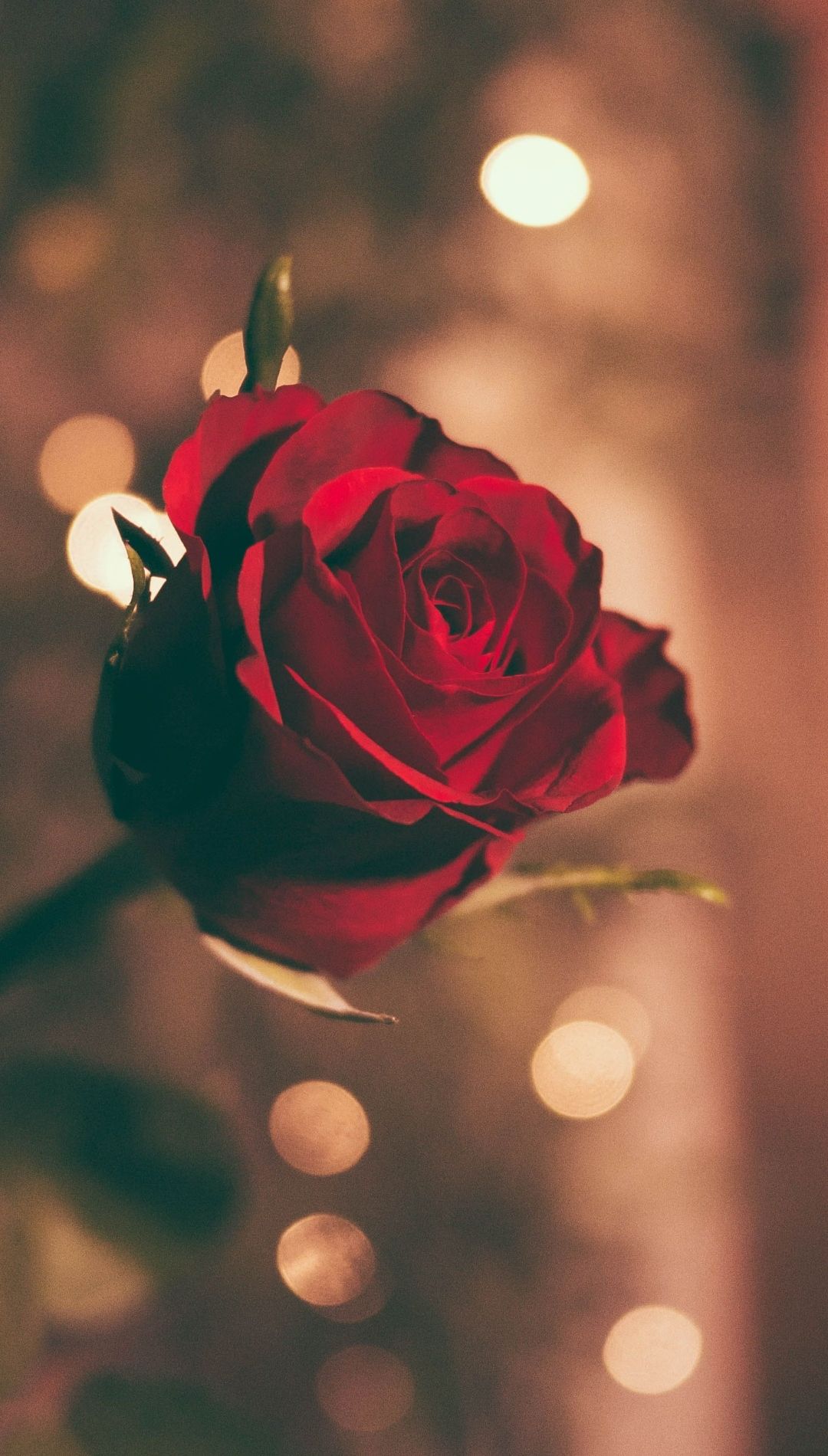 Red Rose Flower Wallpaper iPhone 11