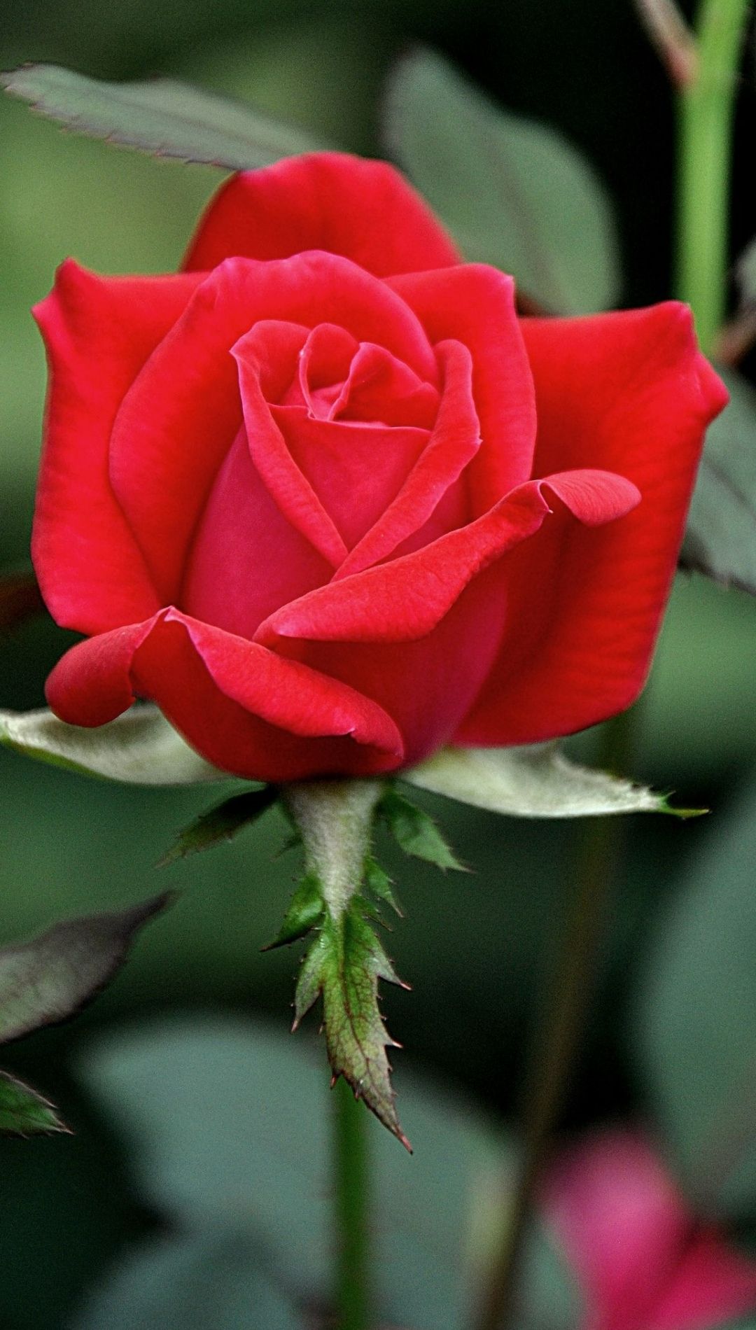 Red Rose Flower Wallpaper iPhone 13