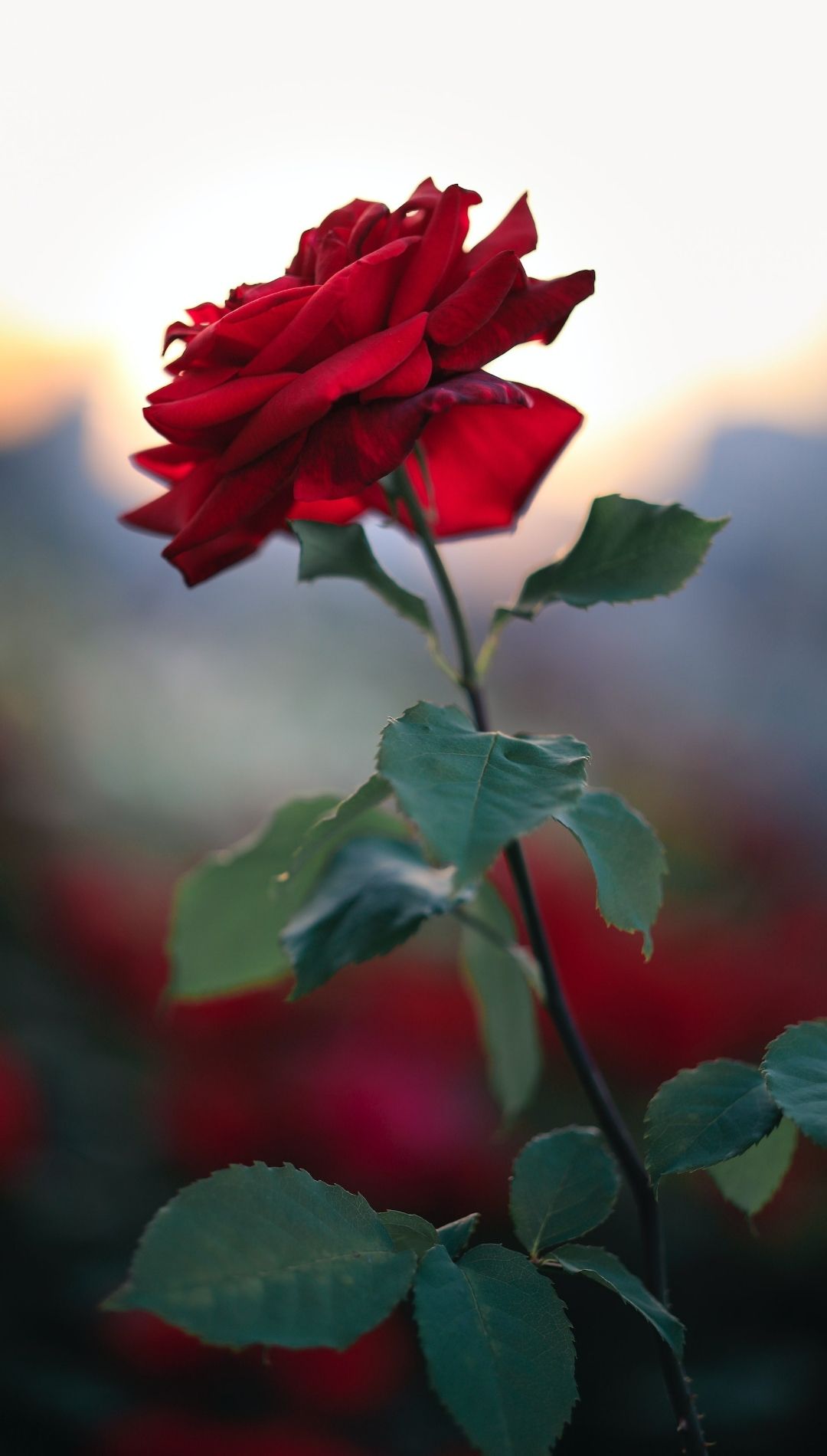 Red Rose Flower Wallpaper iPhone 14 Pro