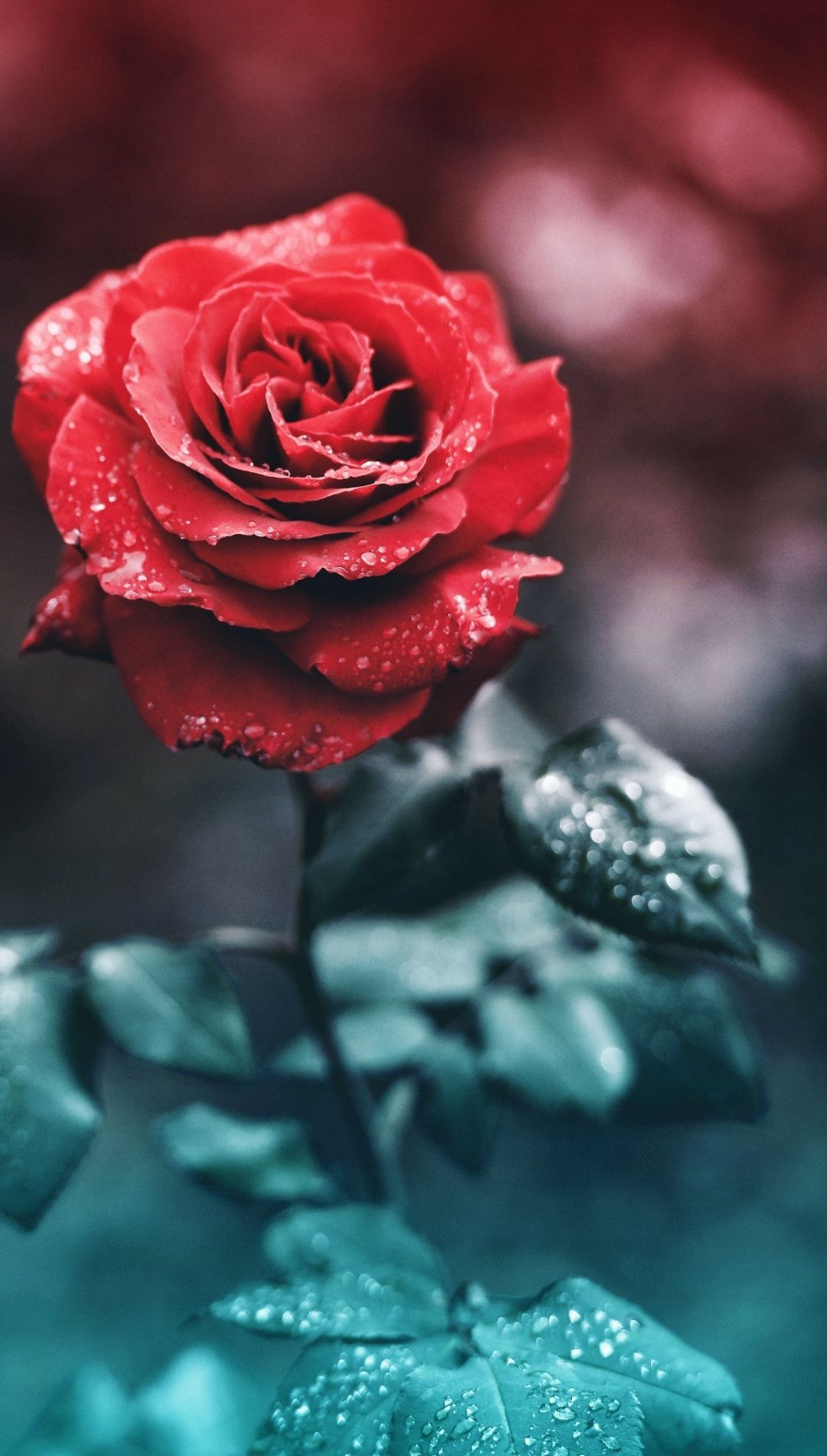 Red Rose Flower Wallpaper iPhone 8