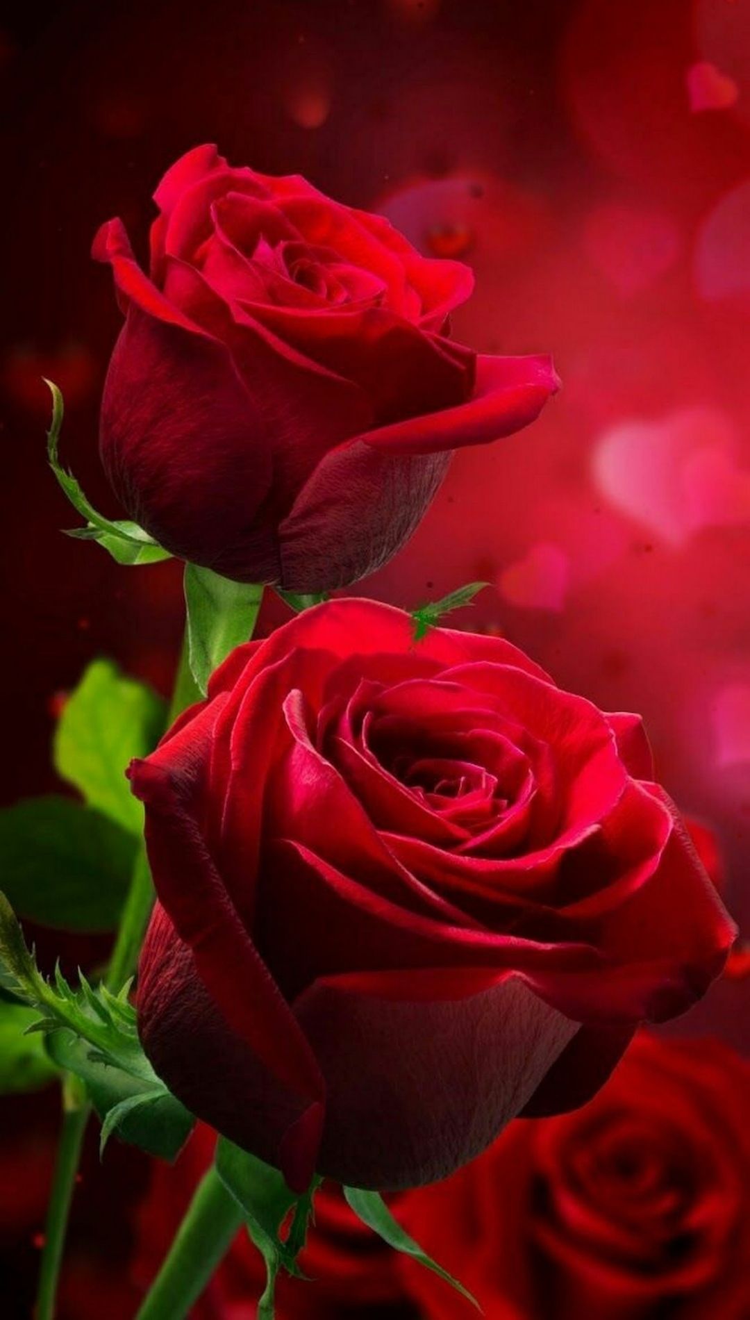 Red Rose Flower Wallpaper iPhone X