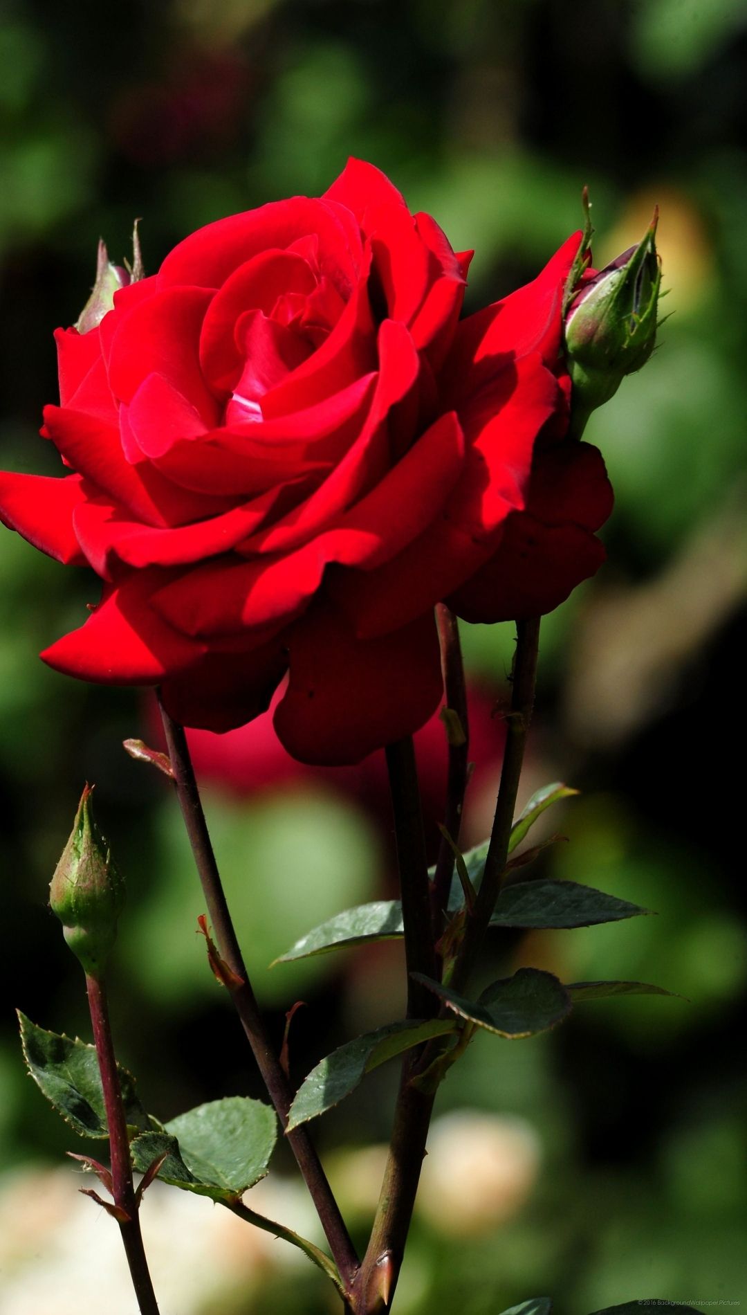 Red Rose Flower Wallpaper iPhone