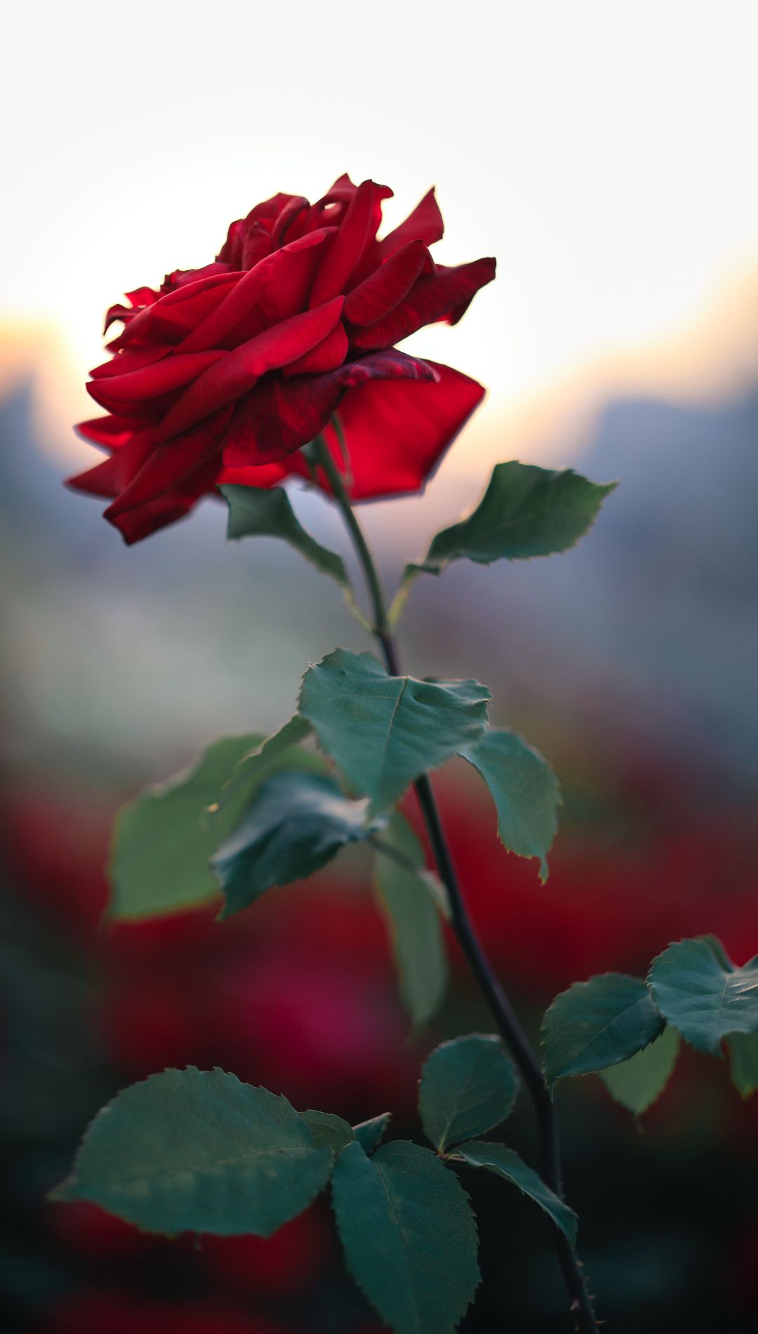 Red Rose Flower iPhone Wallpaper 4k