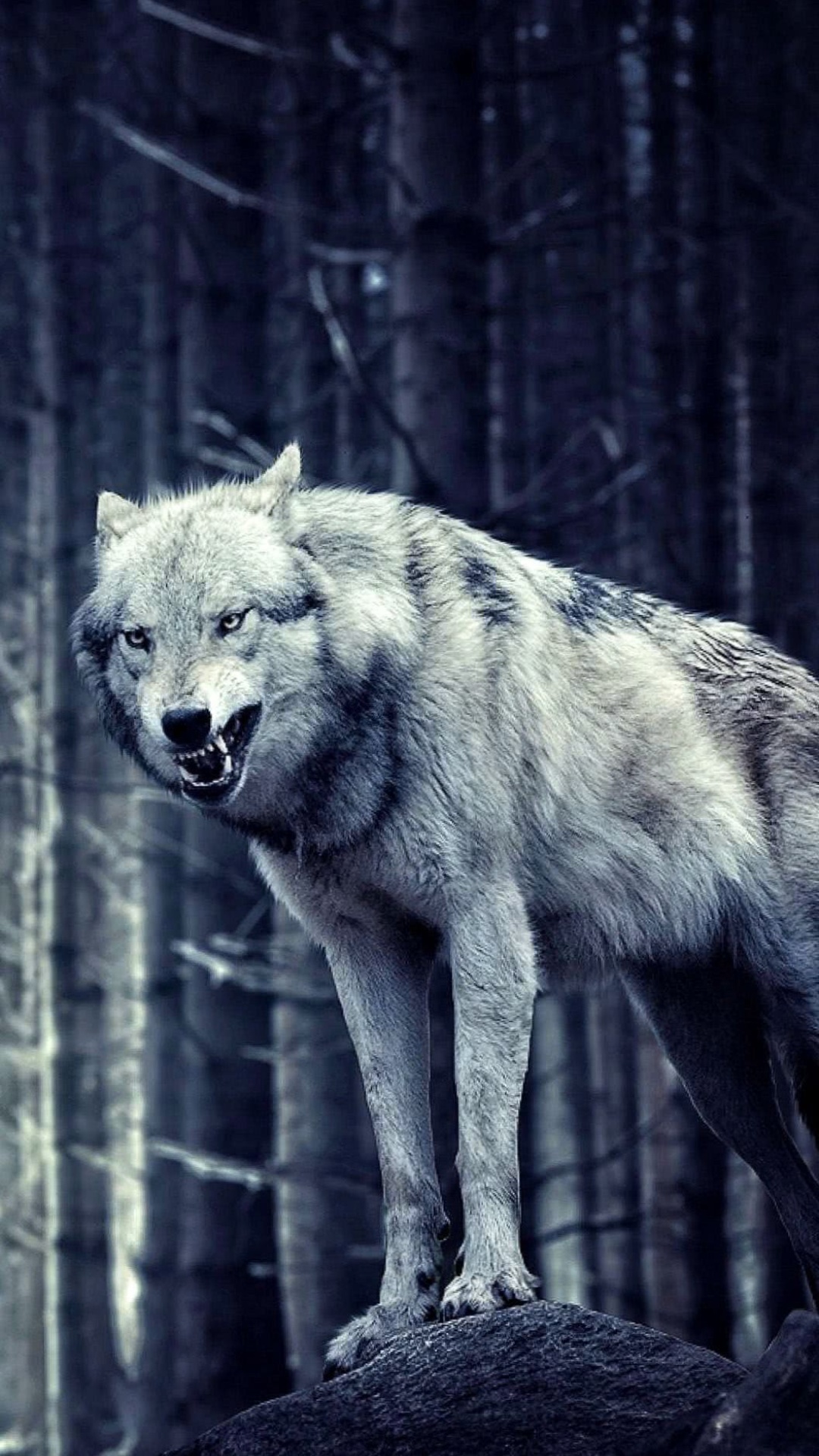 Wolf Wallpaper iPhone 1