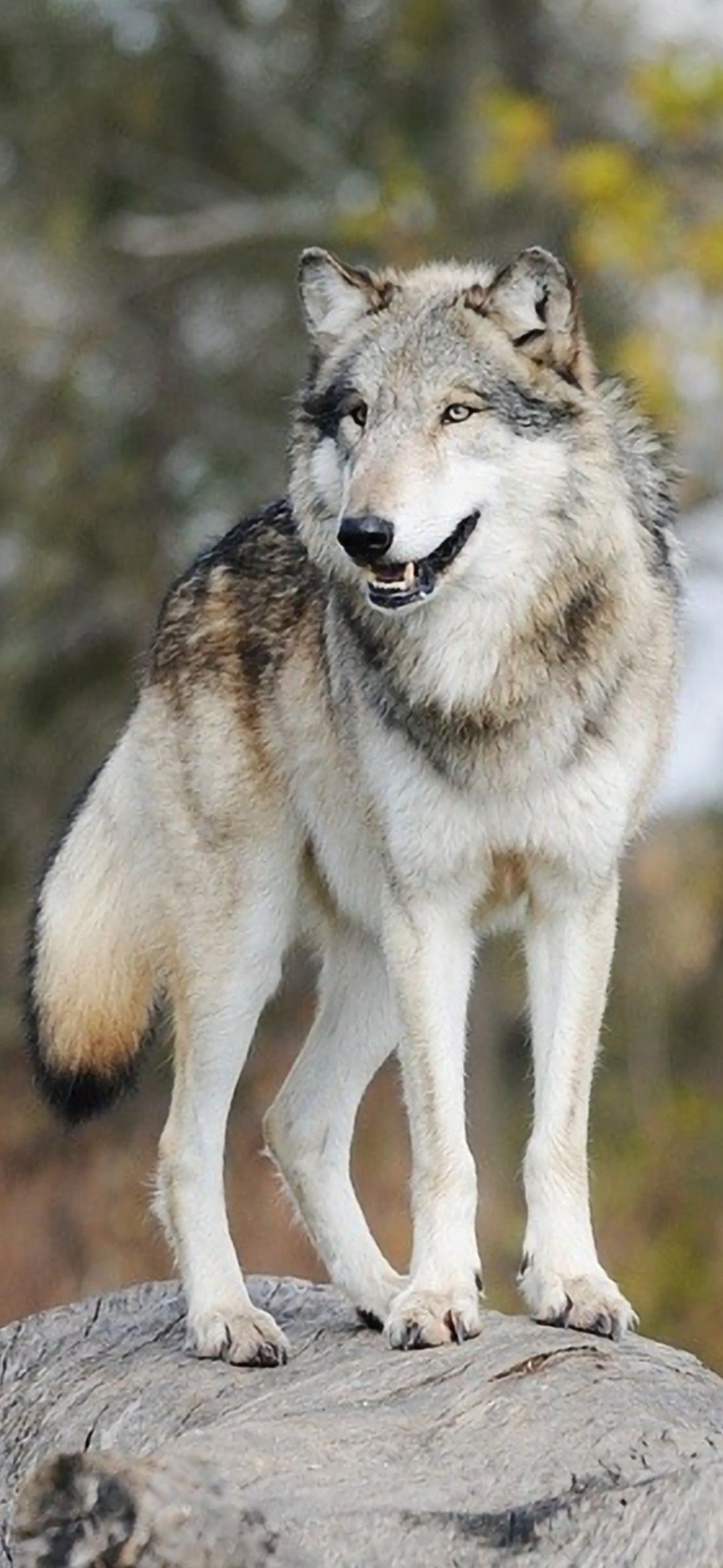 Wolf iPhone Lock Screen Wallpaper