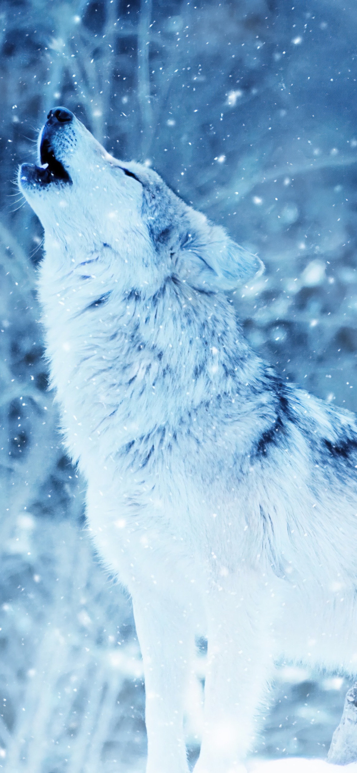 Wolf iPhone Wallpaper HD