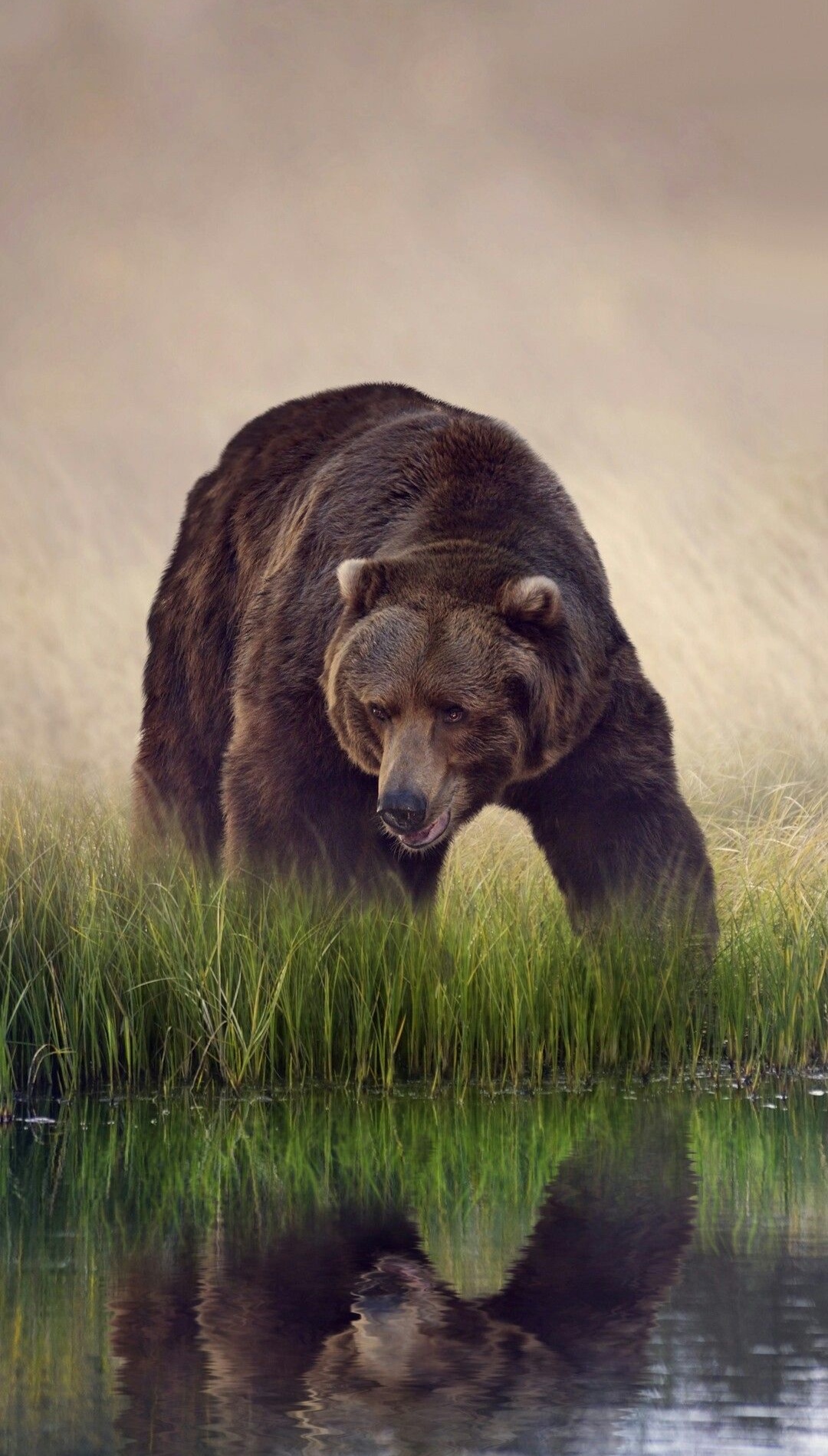 iPhone Wallpaper Bear Brown