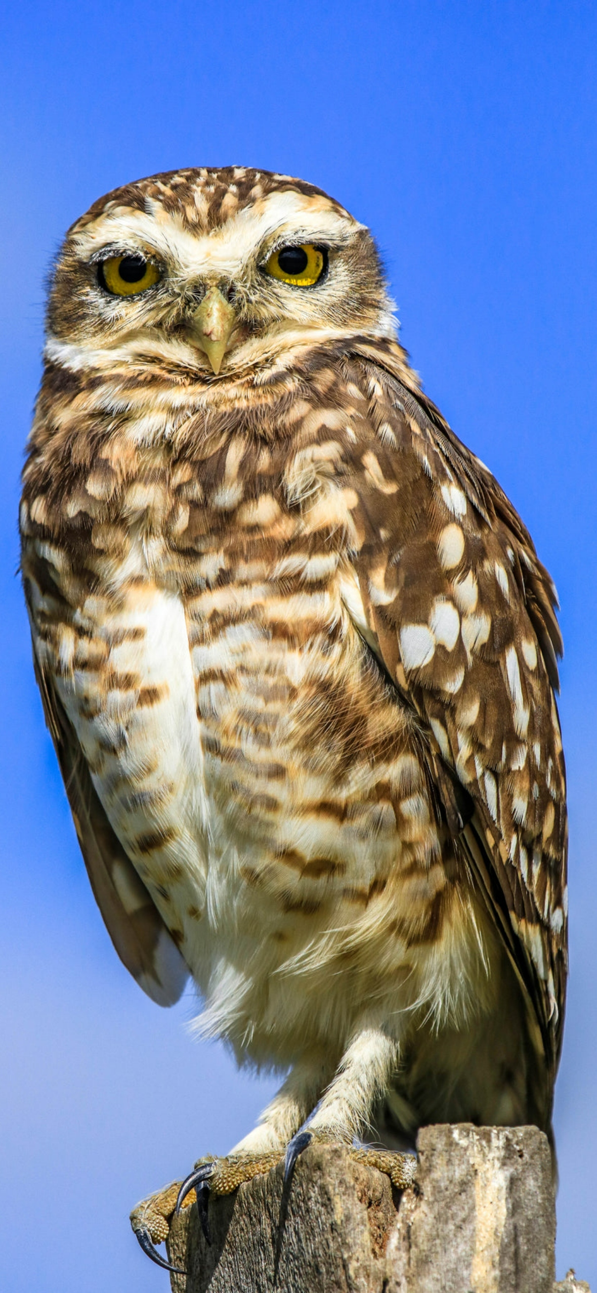 iPhone Wallpaper Owl